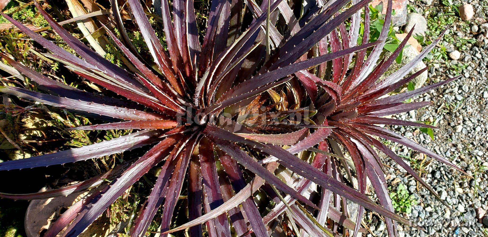 Dyckia encholirioides var. rubra