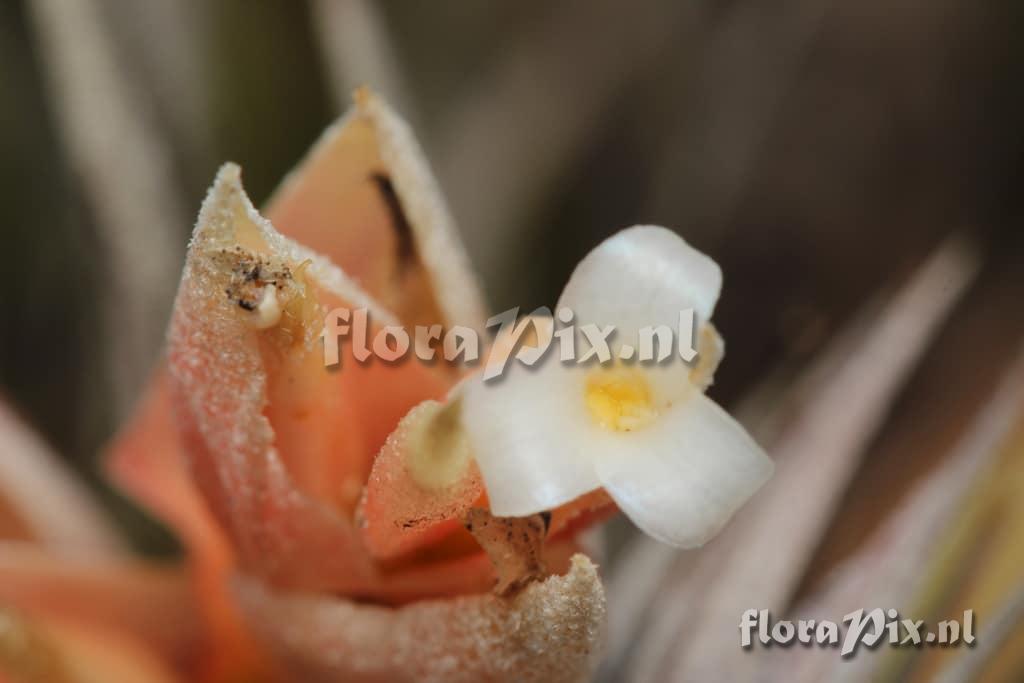 Tillandsia minasgeraisensis