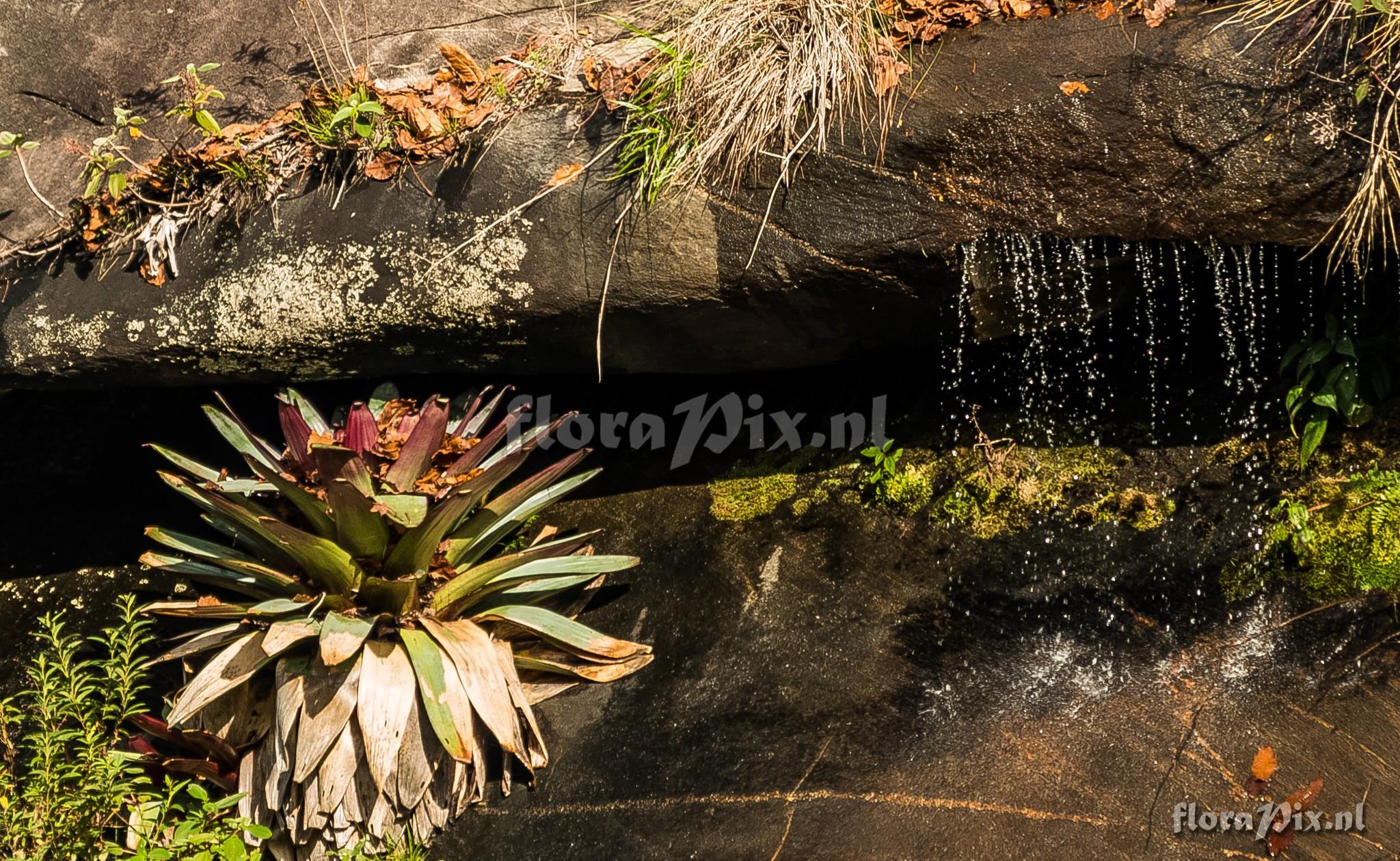 Alcantarea imperialis