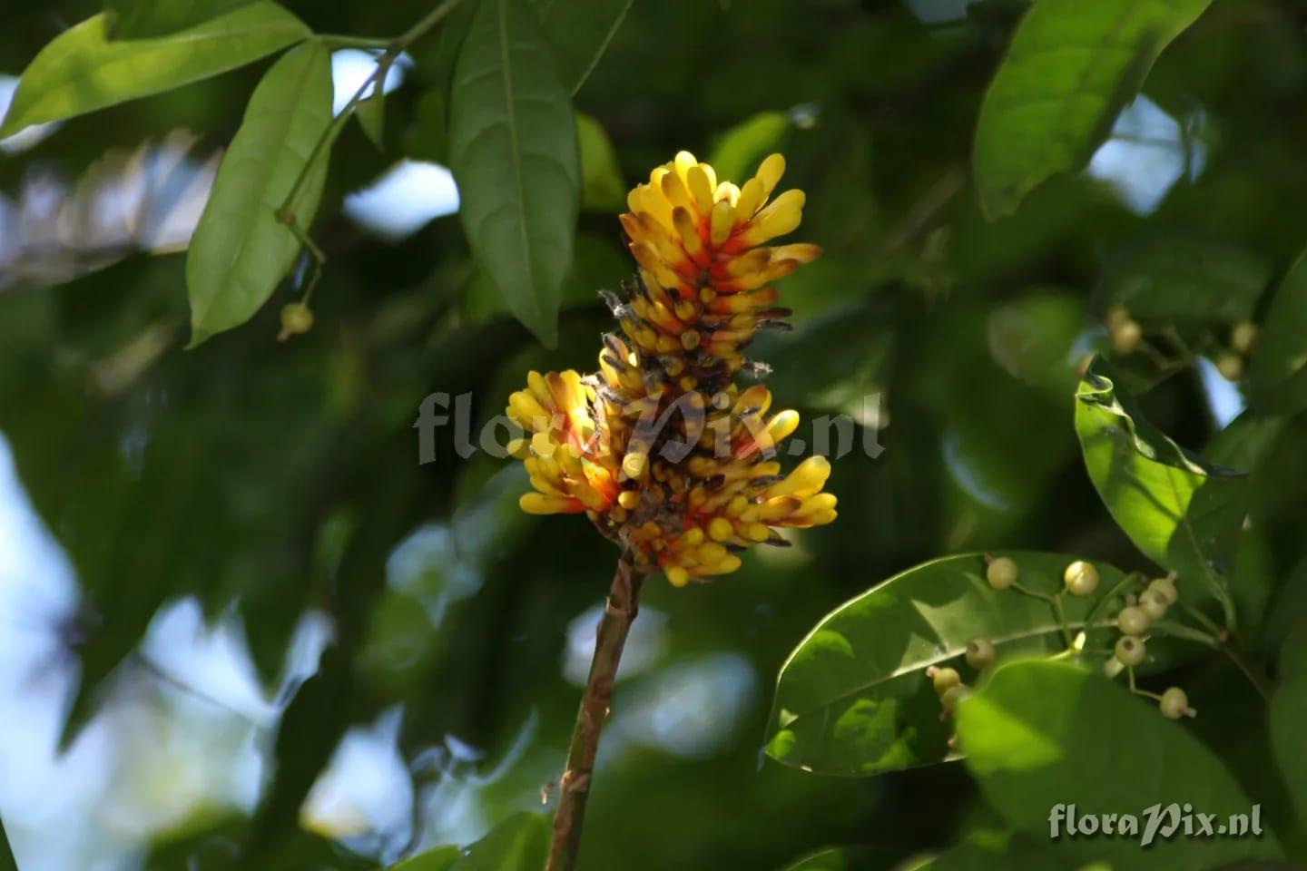 Aechmea winkleri