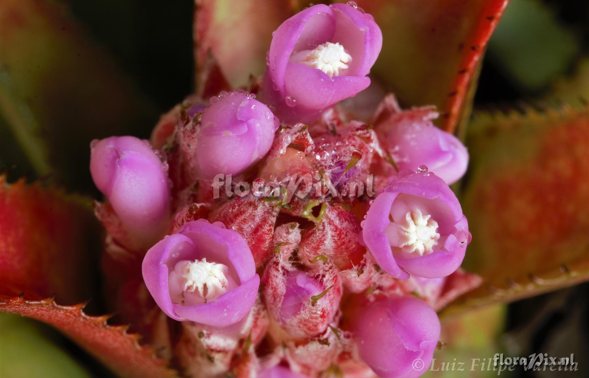 Aechmea recurvata