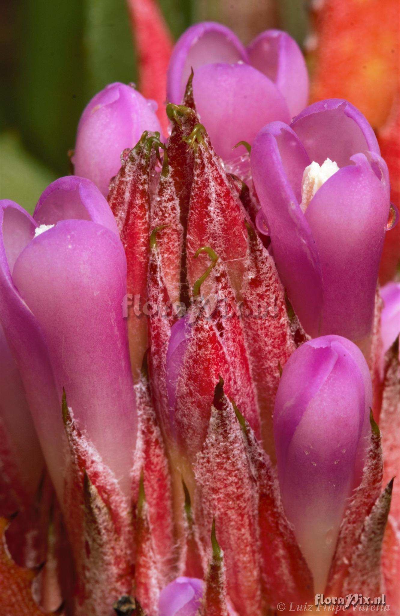 Aechmea recurvata