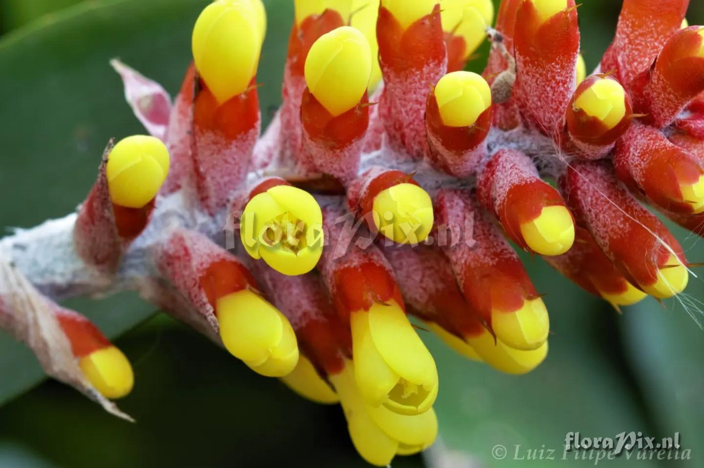 Aechmea comata