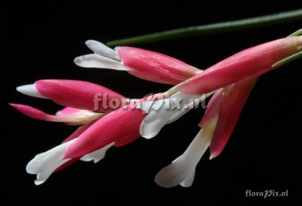 Tillandsia tenuifolia var. saxicola