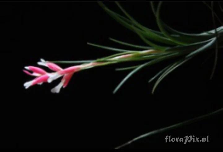 Tillandsia tenuifolia var. saxicola