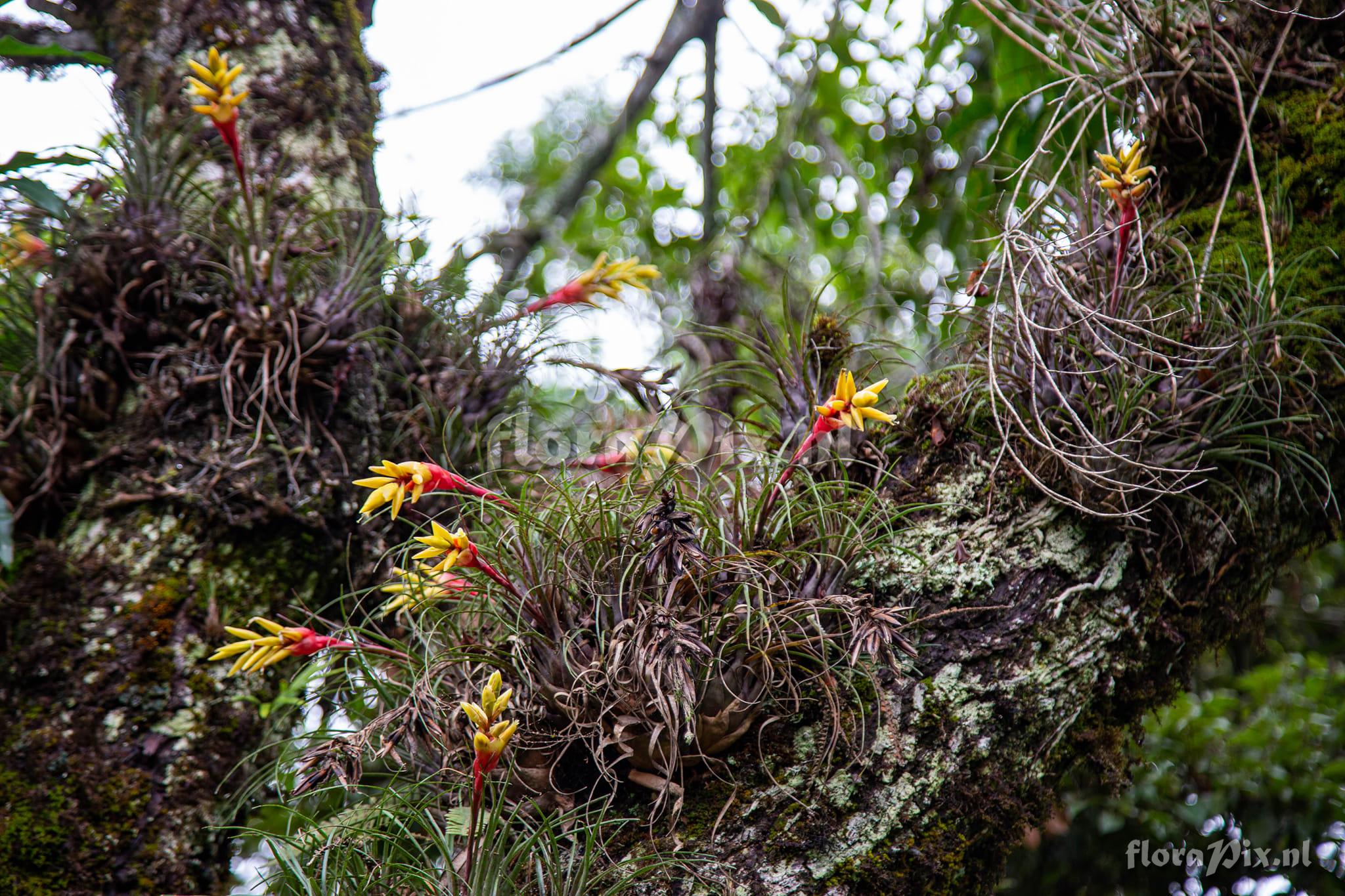 Vriesea poenulata