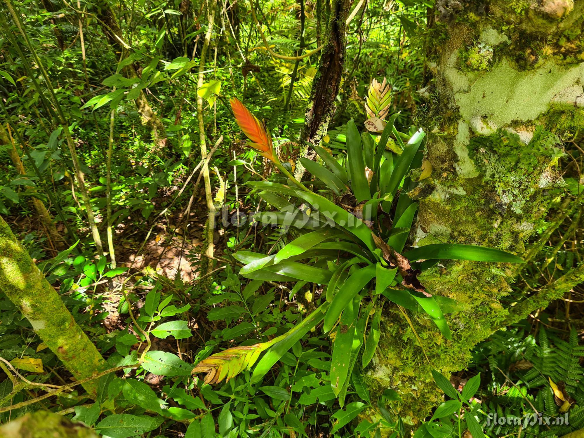 Vriesea paraibica