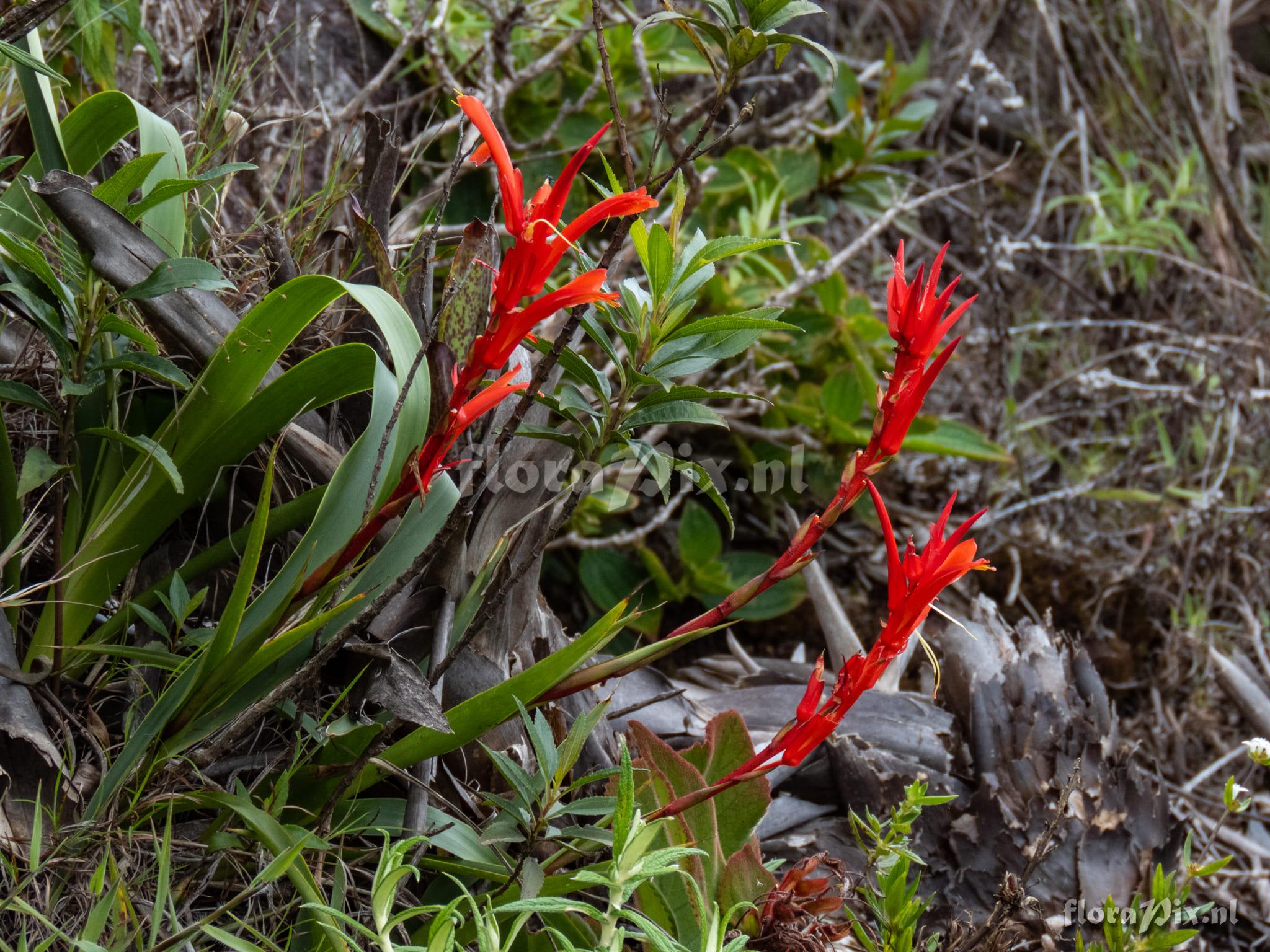 Pitcairnia flammea