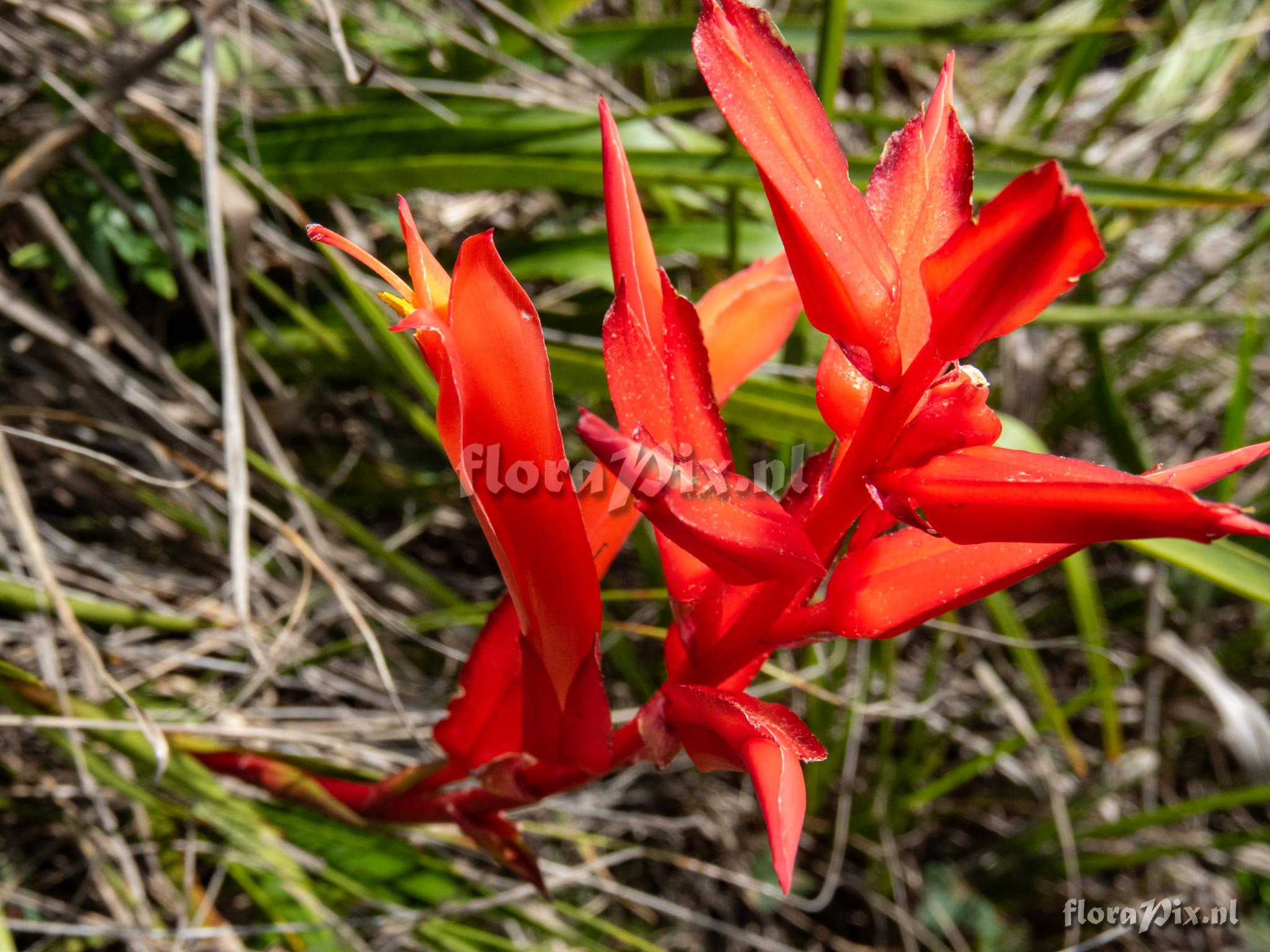 Pitcairnia flammea