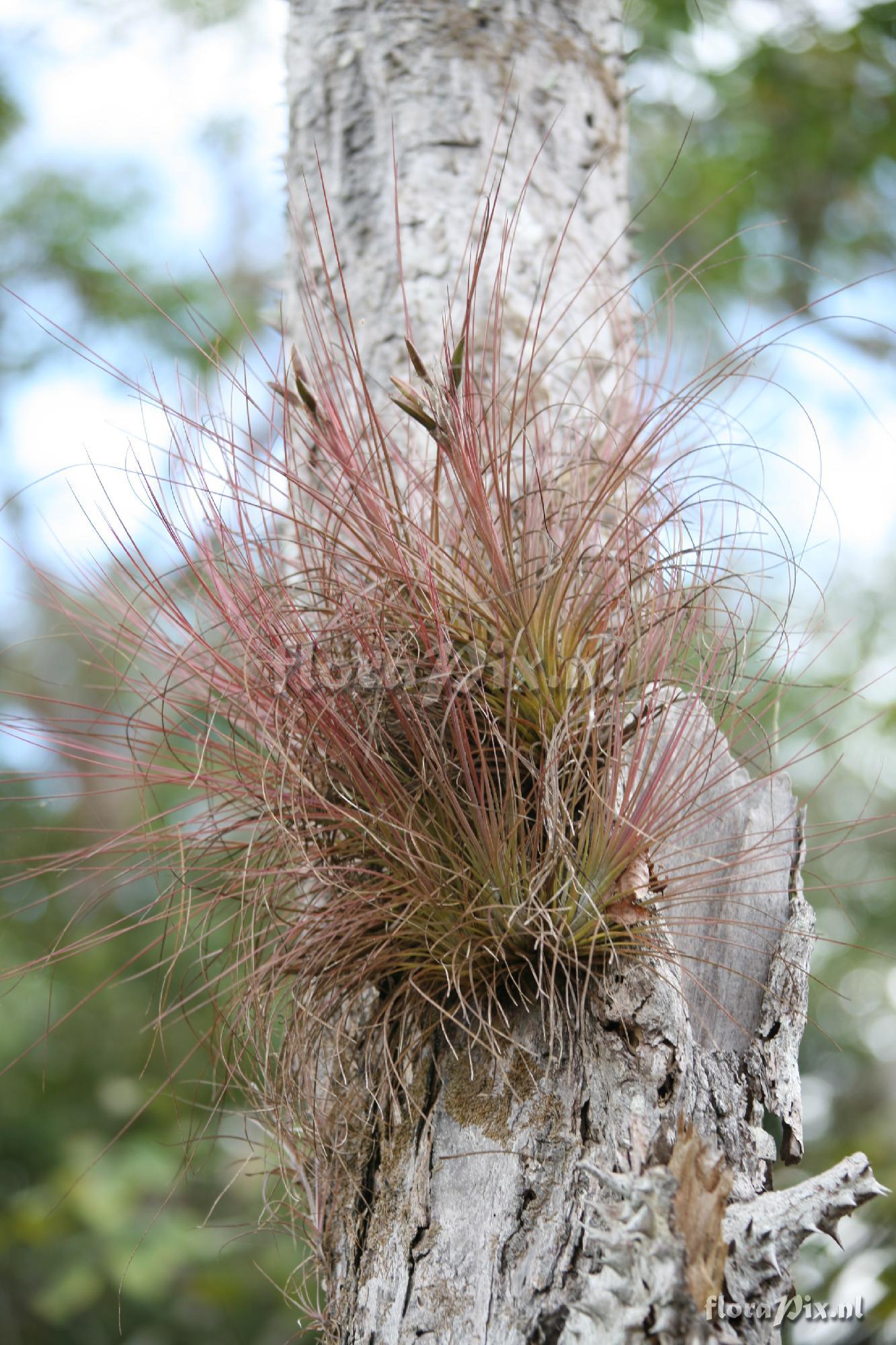 Tillandsia juncea