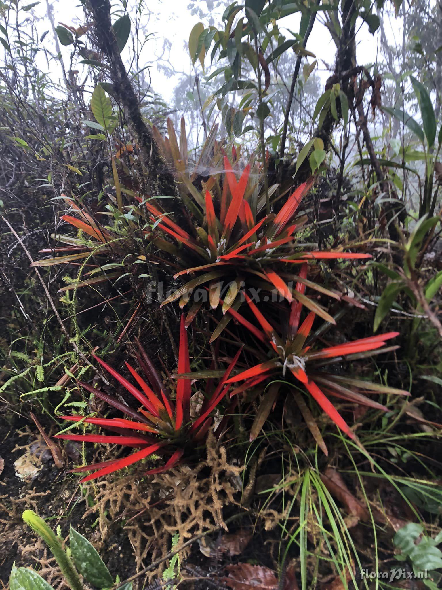 Guzmania nidularioides