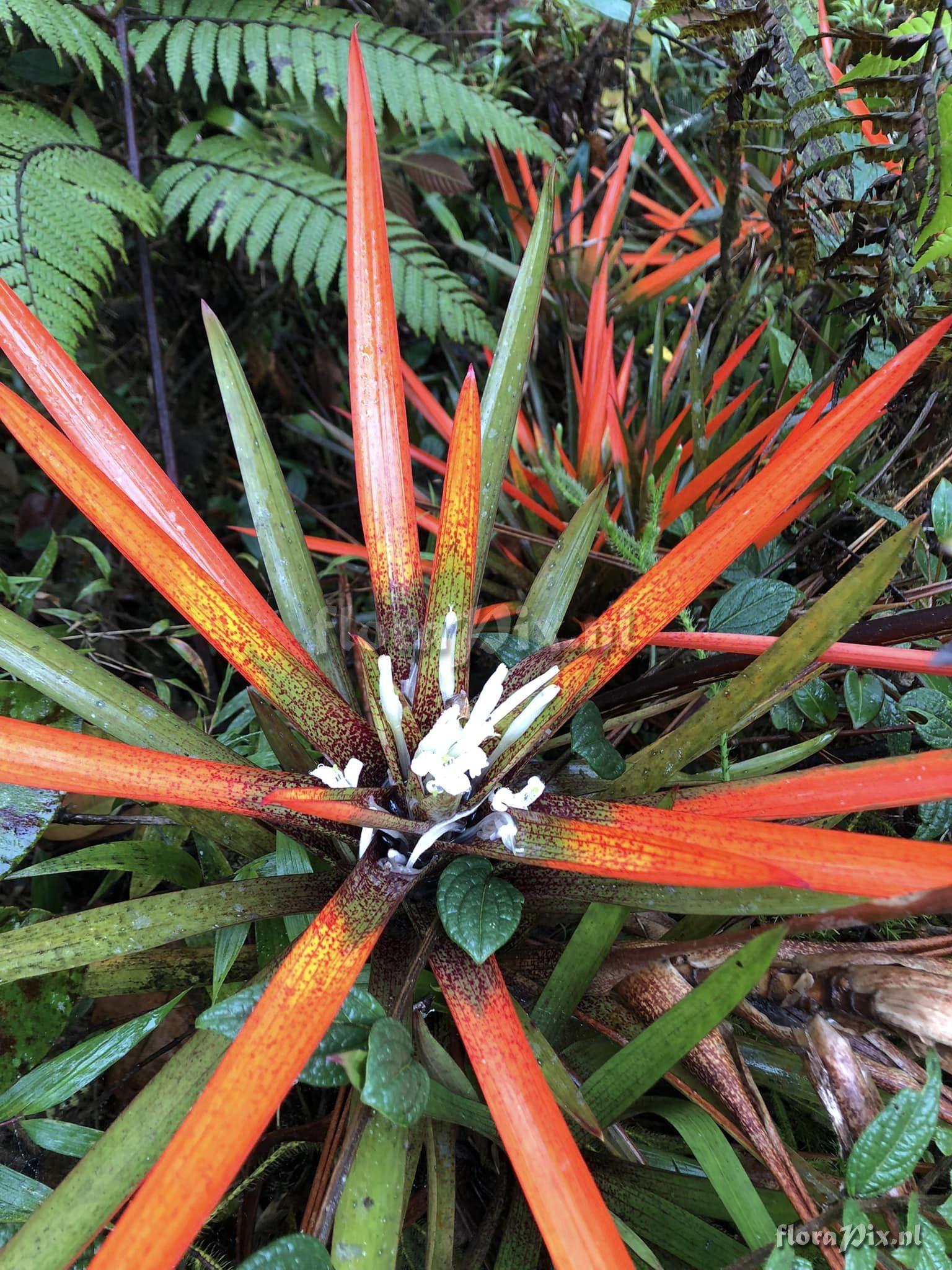 Guzmania nidularioides