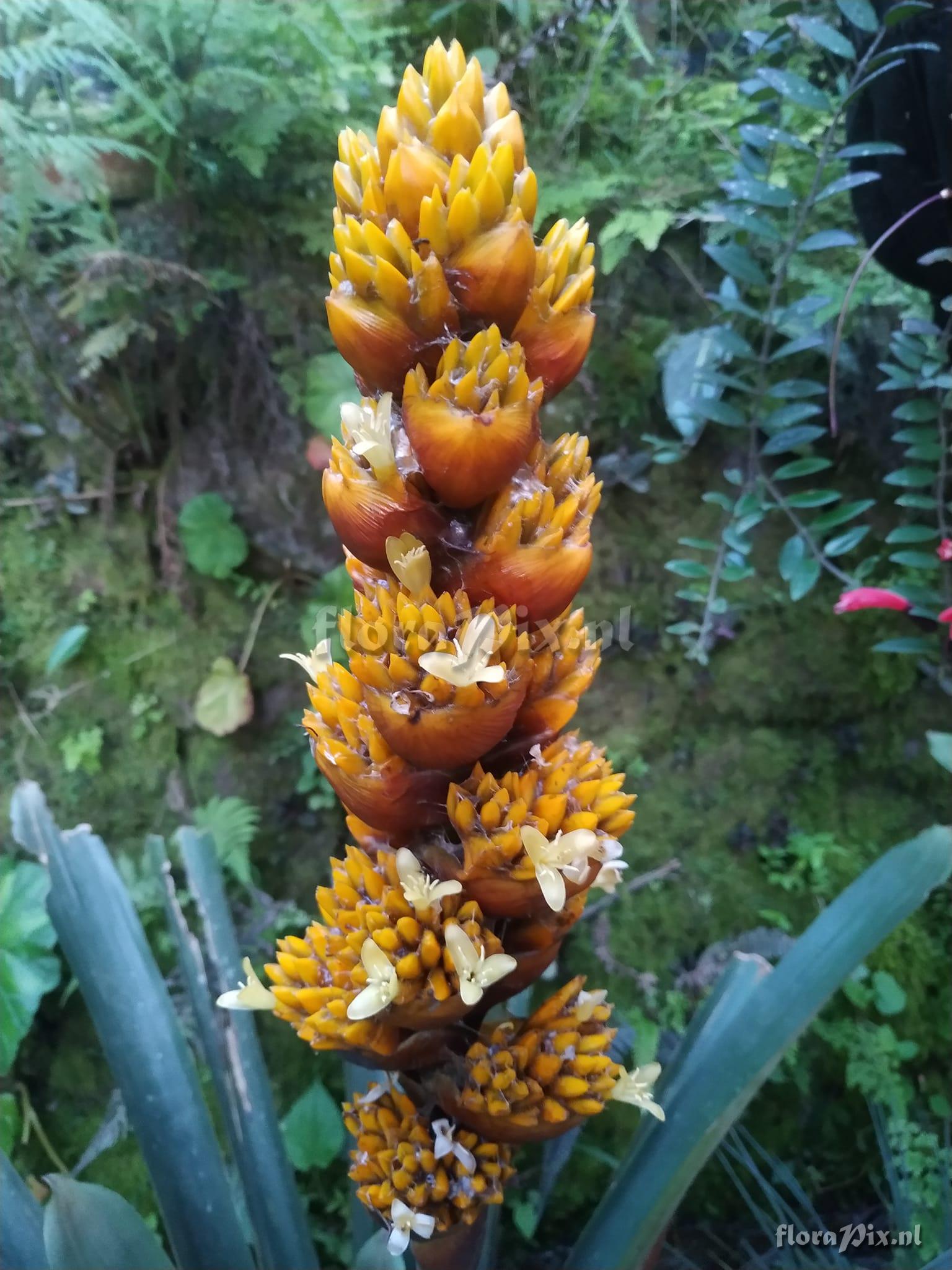 Guzmania teuscheri