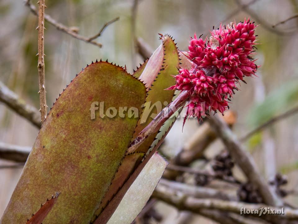 Aechmea caesia