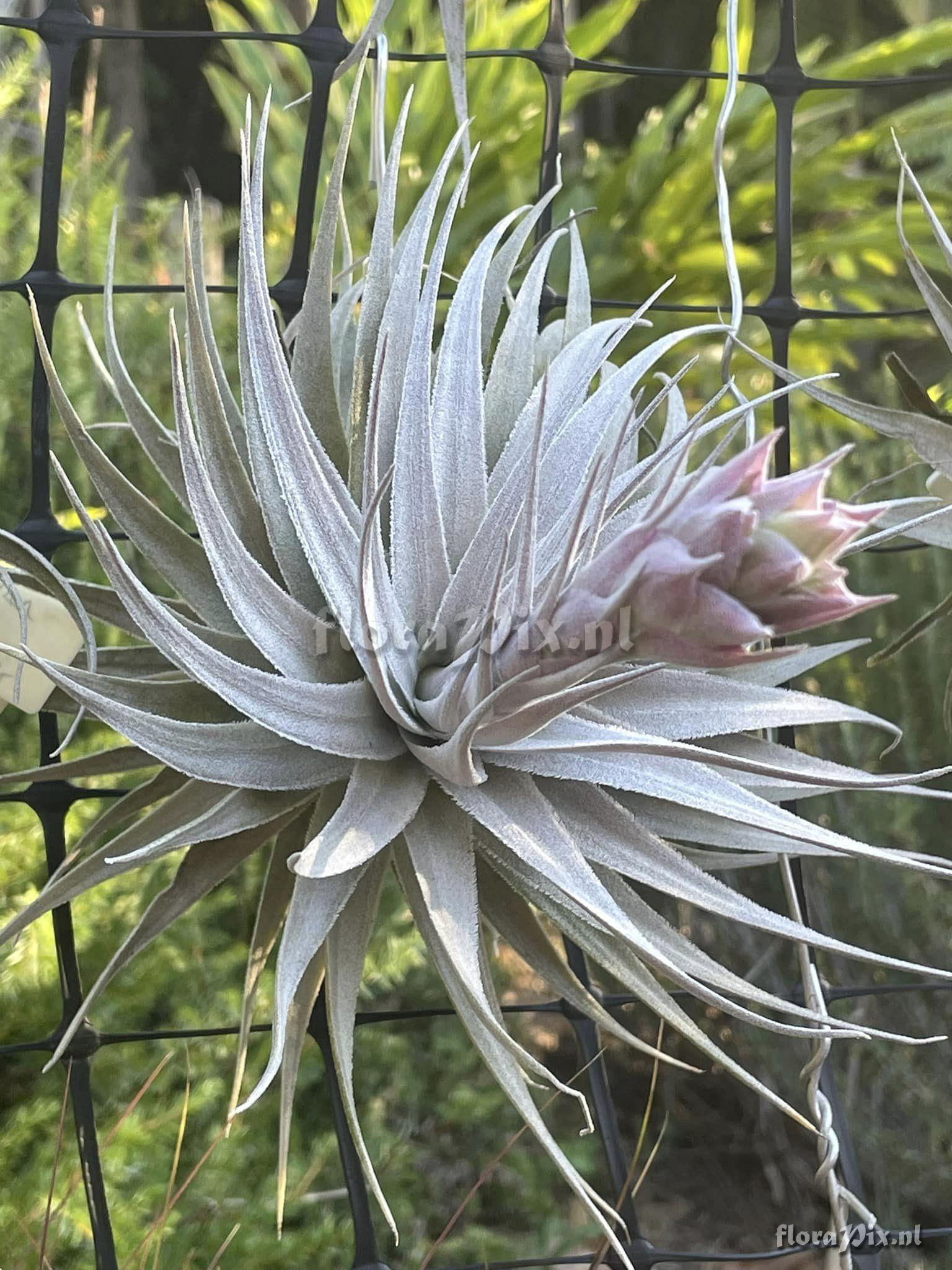 Tillandsia gardneri var. rupicola