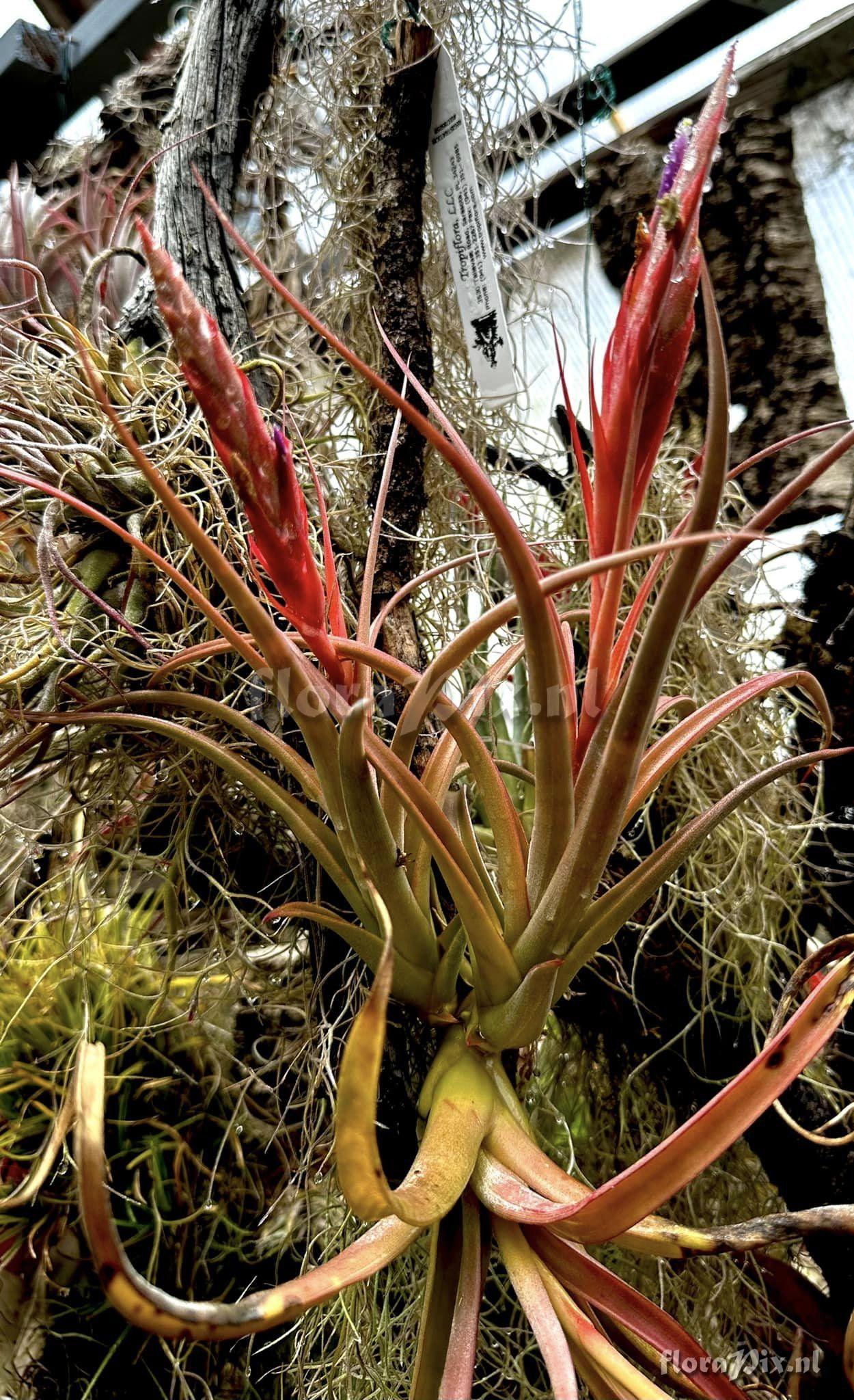 Tillandsia elizabethae