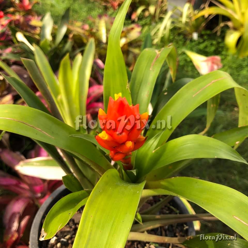 Guzmania jaramilloi