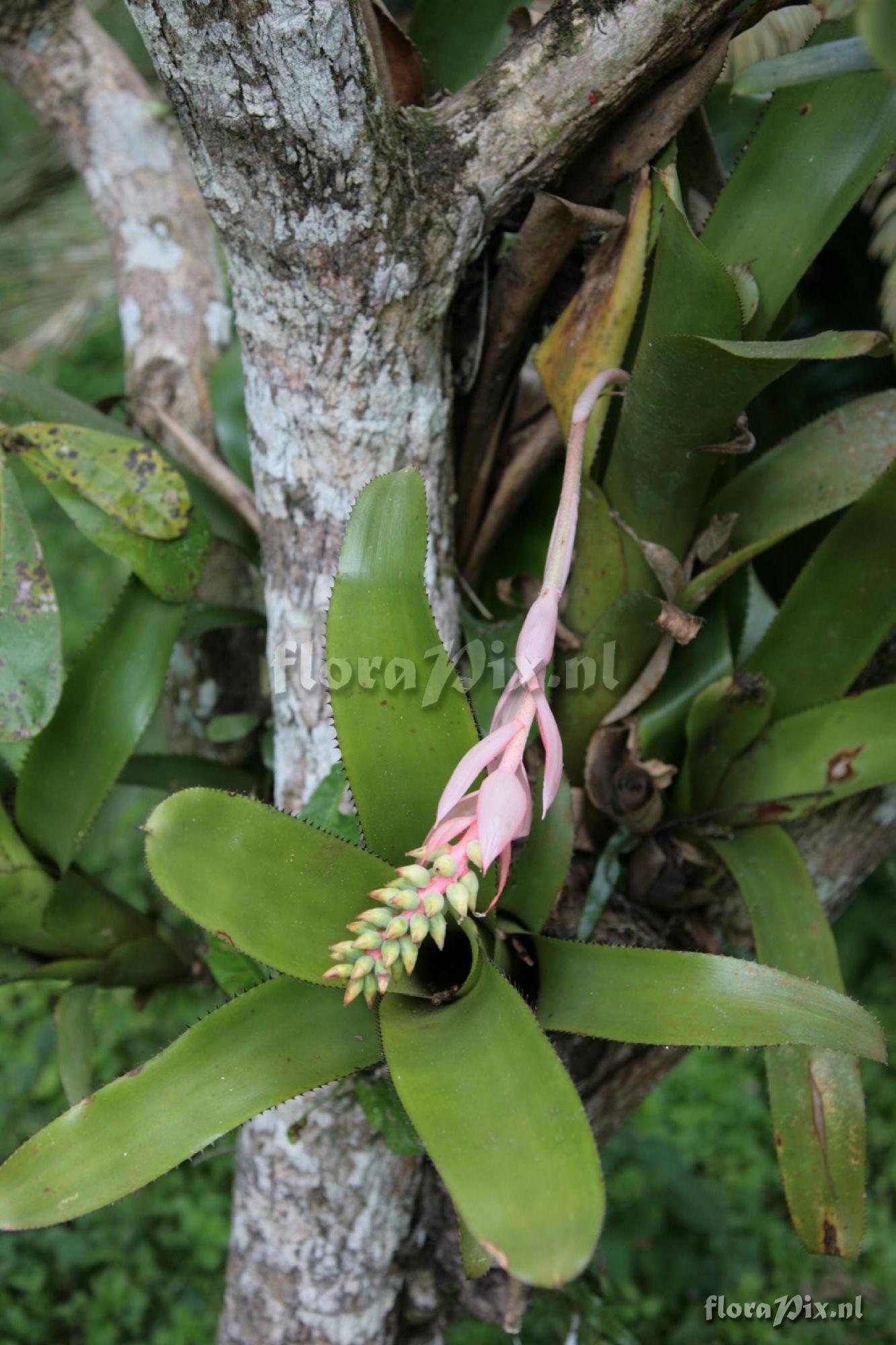 Aechmea nudicaulis