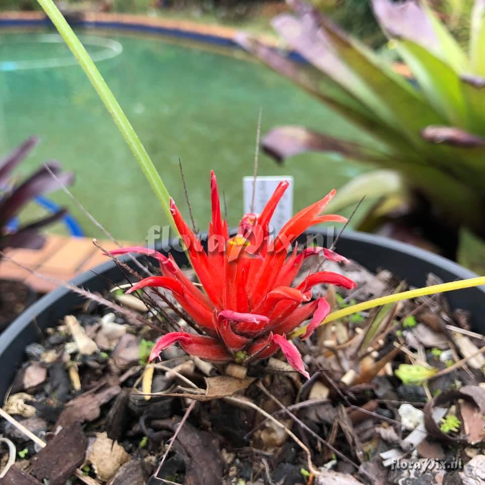 Pitcairnia heterophylla