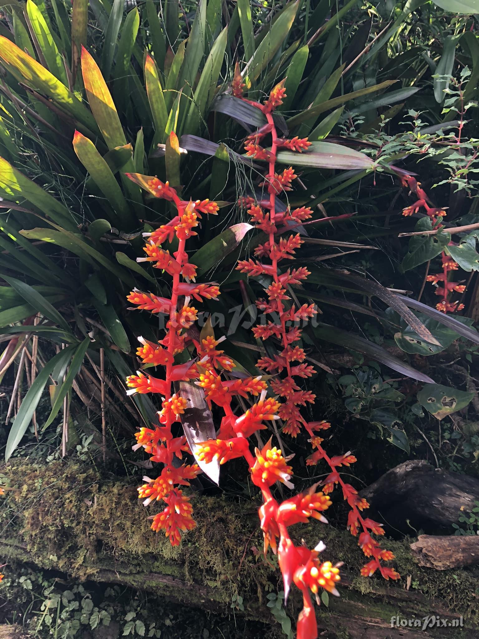 Guzmania multiflora