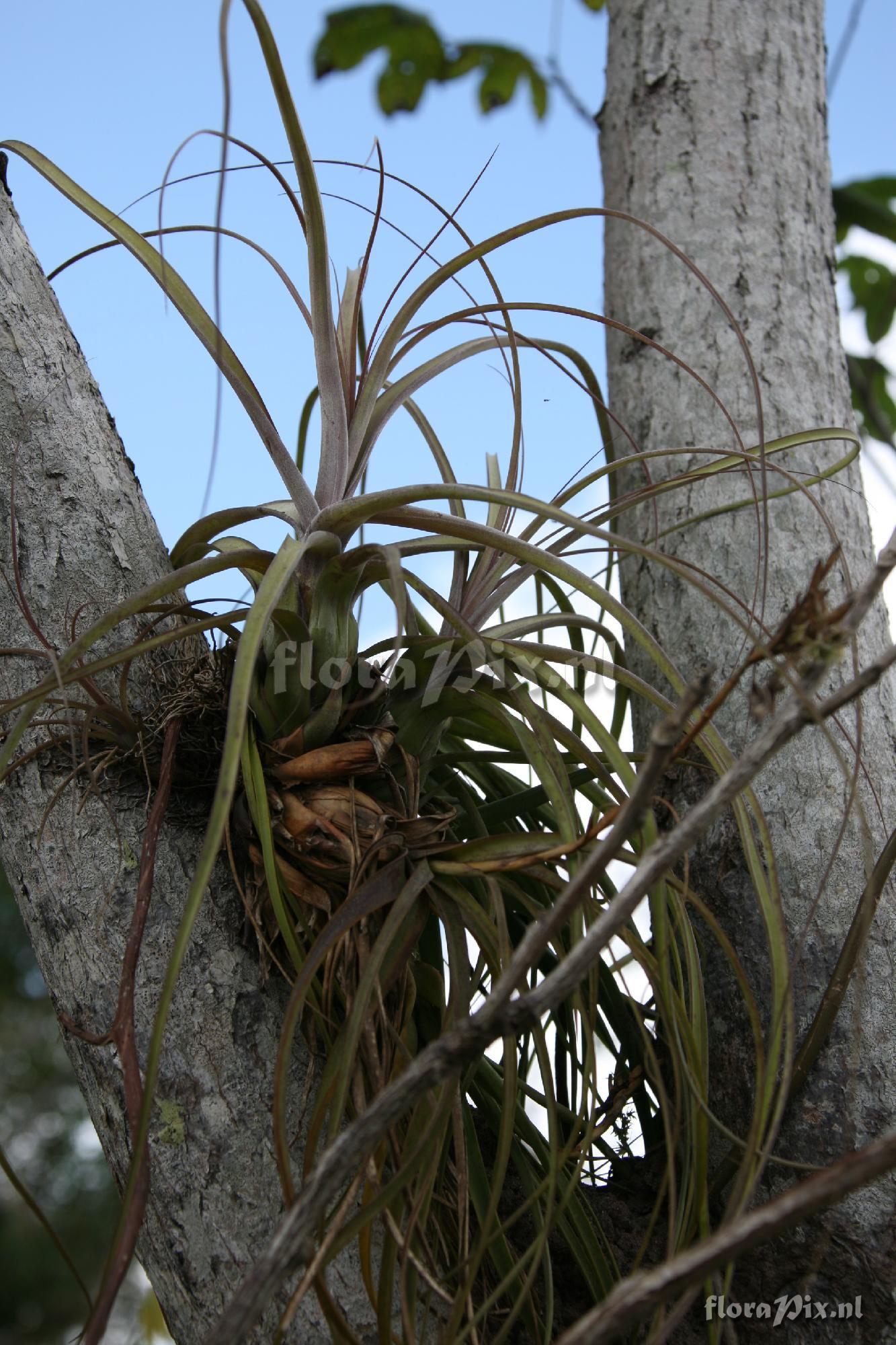 Tillandsia balbisiana