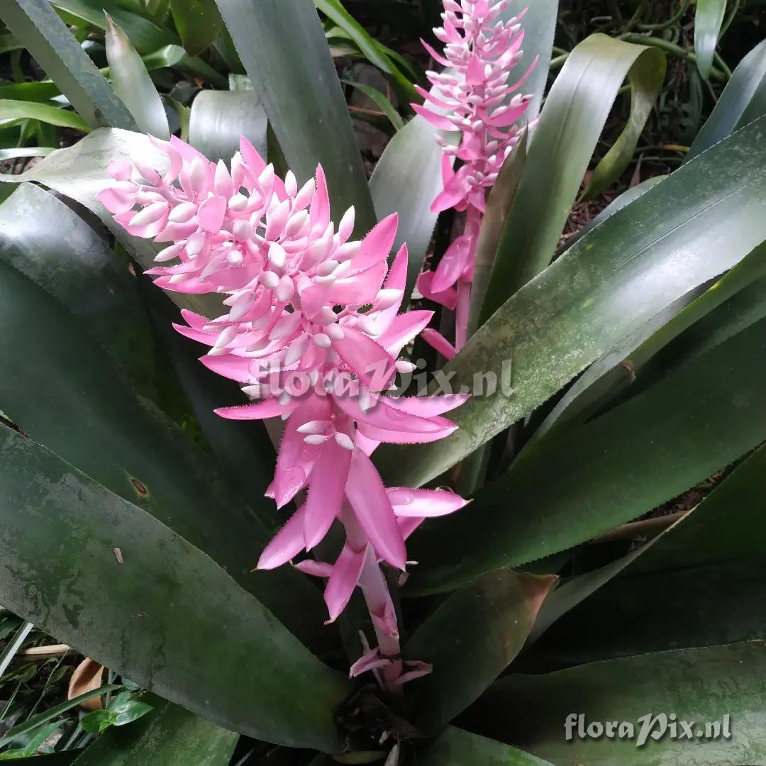 Aechmea woronowii