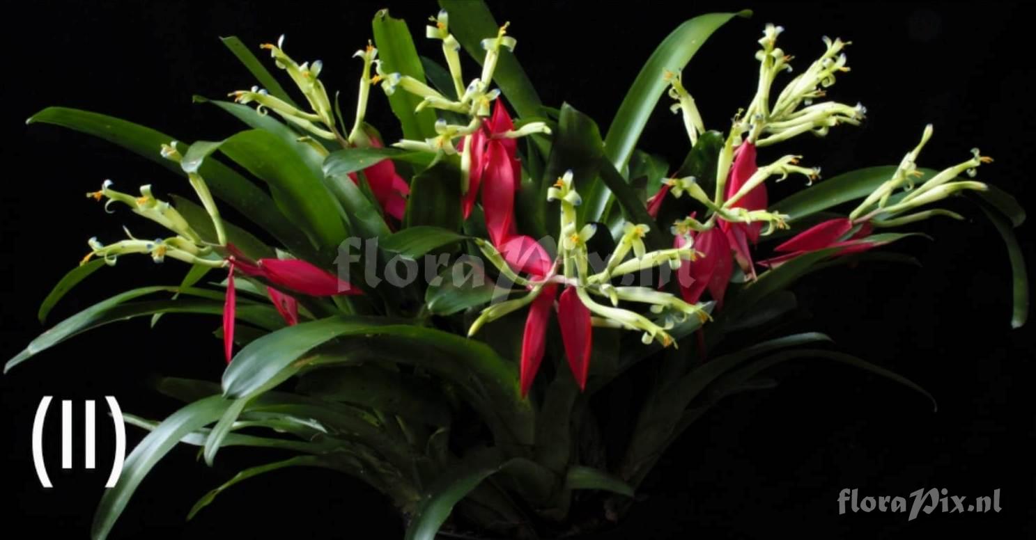 Billbergia amoena