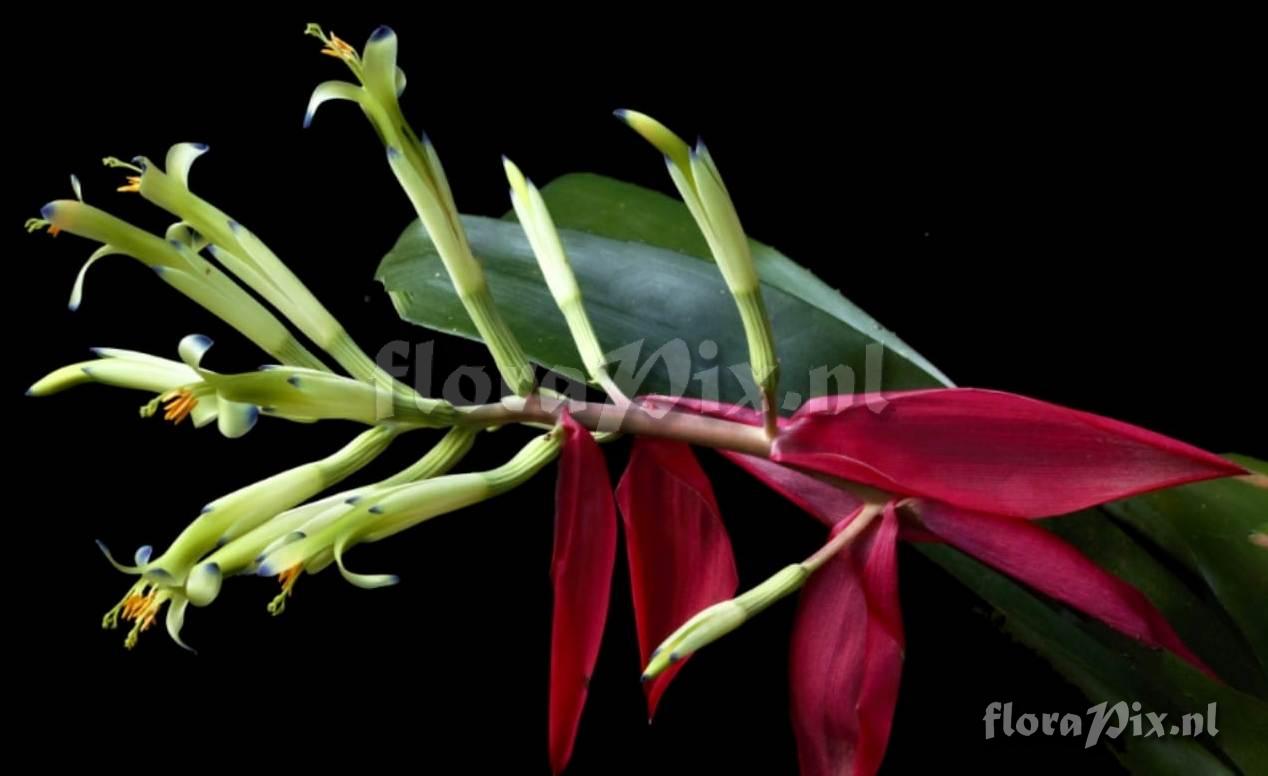 Billbergia amoena