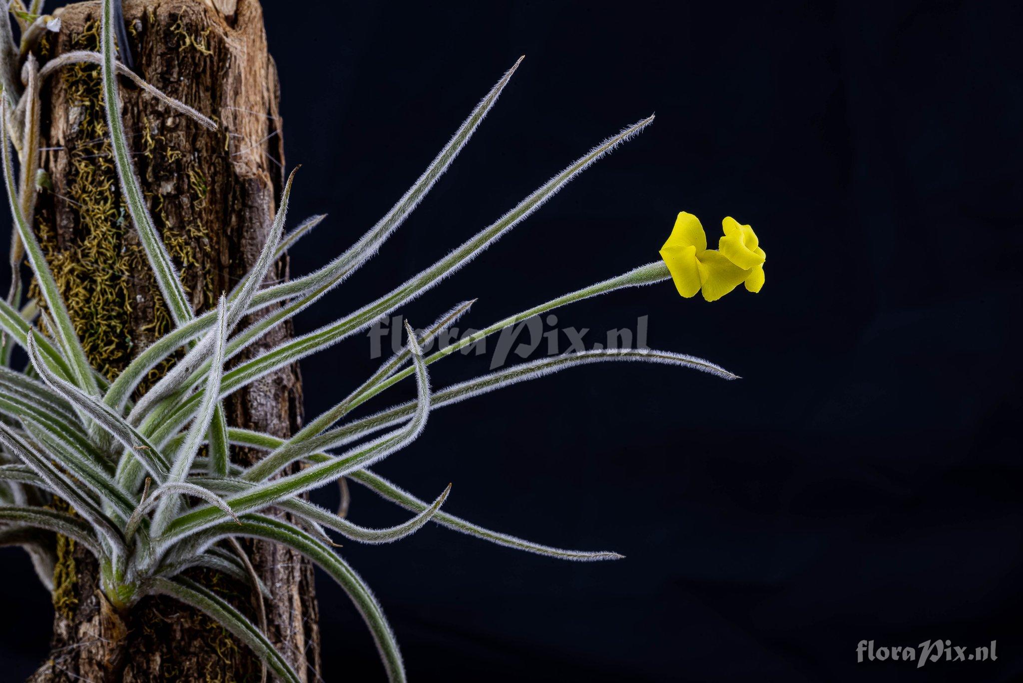 Tillandsia crocata