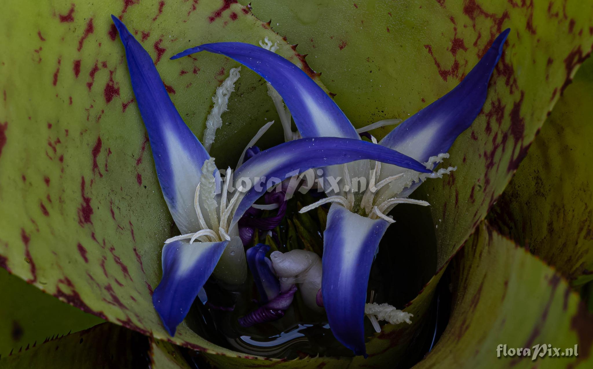 Neoregelia rubrovittata