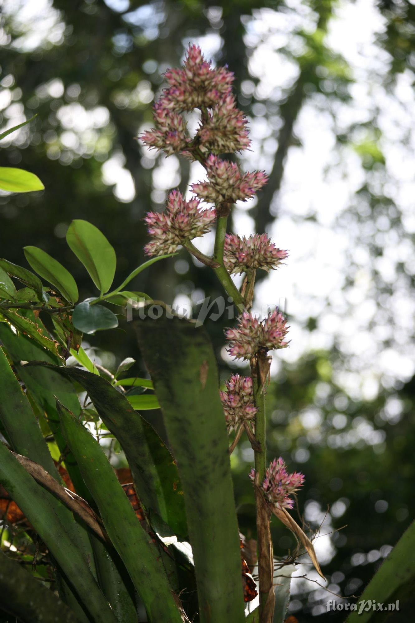 Hohenbergia stellata