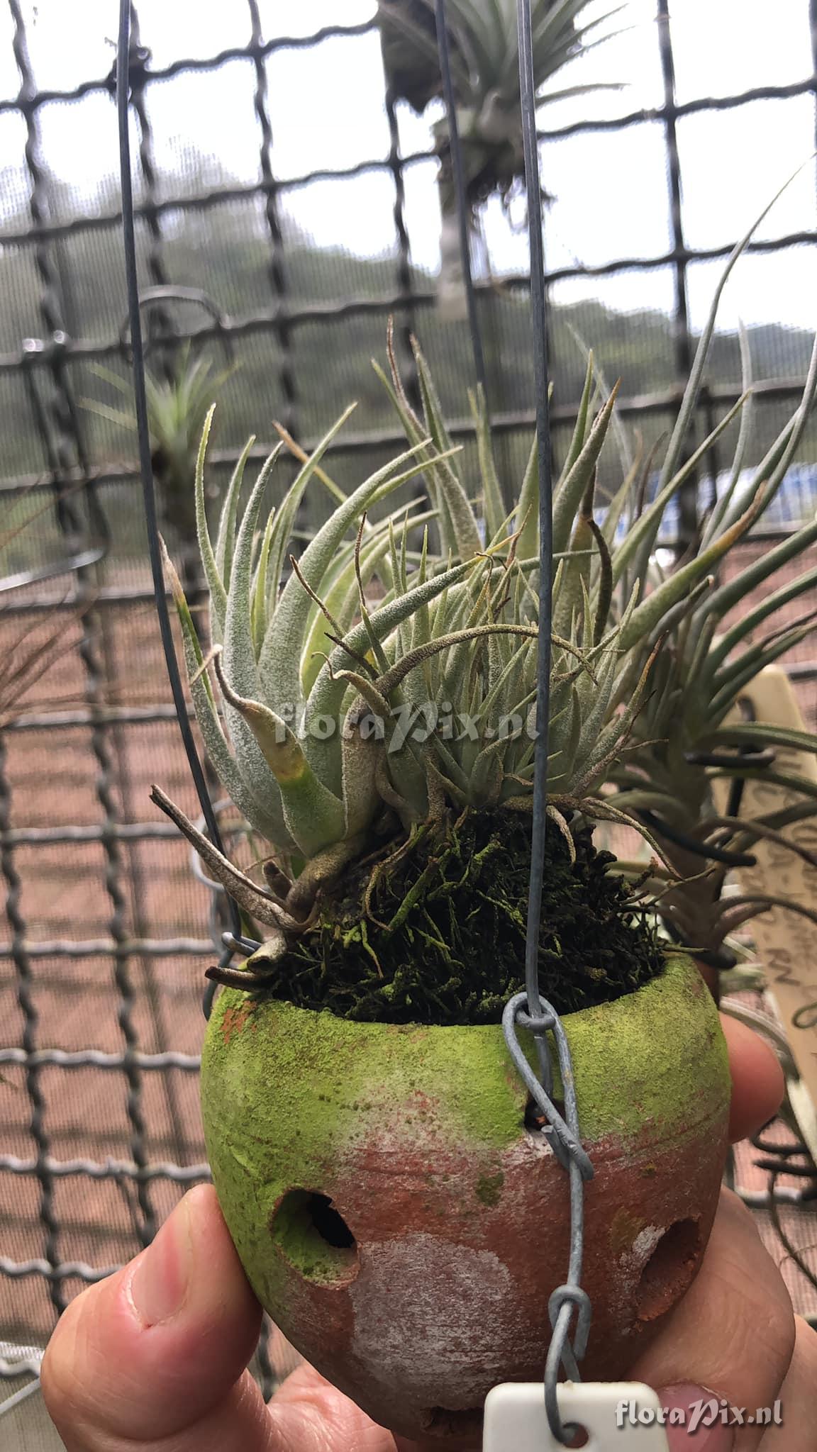 Tillandsia organensis