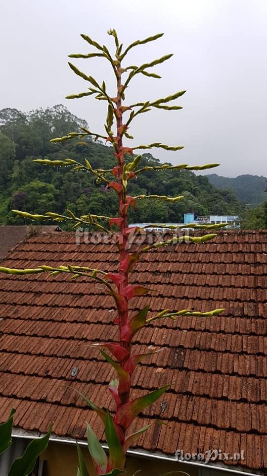 Alcantarea delicata