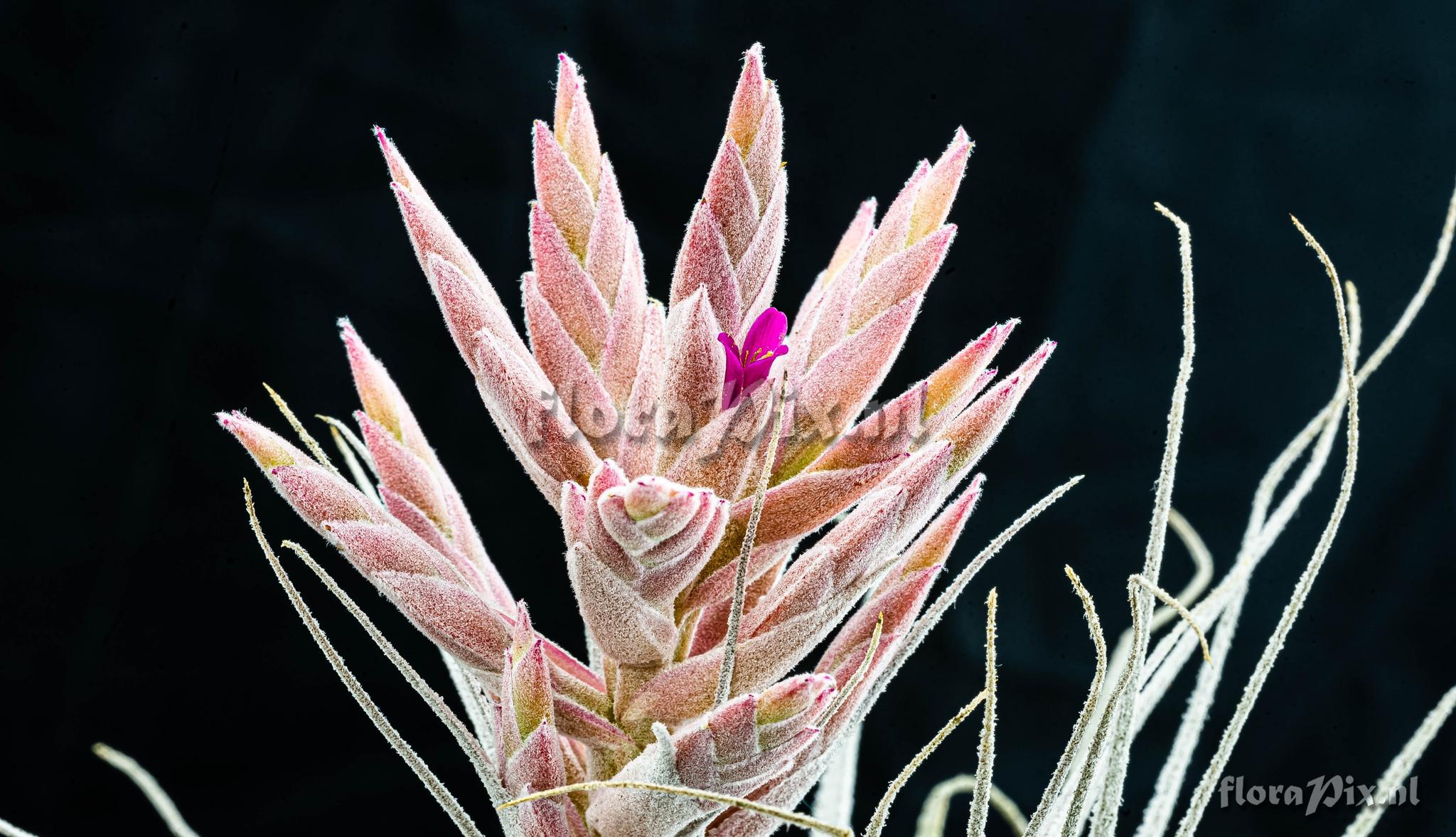 Tillandsia chapeuensis