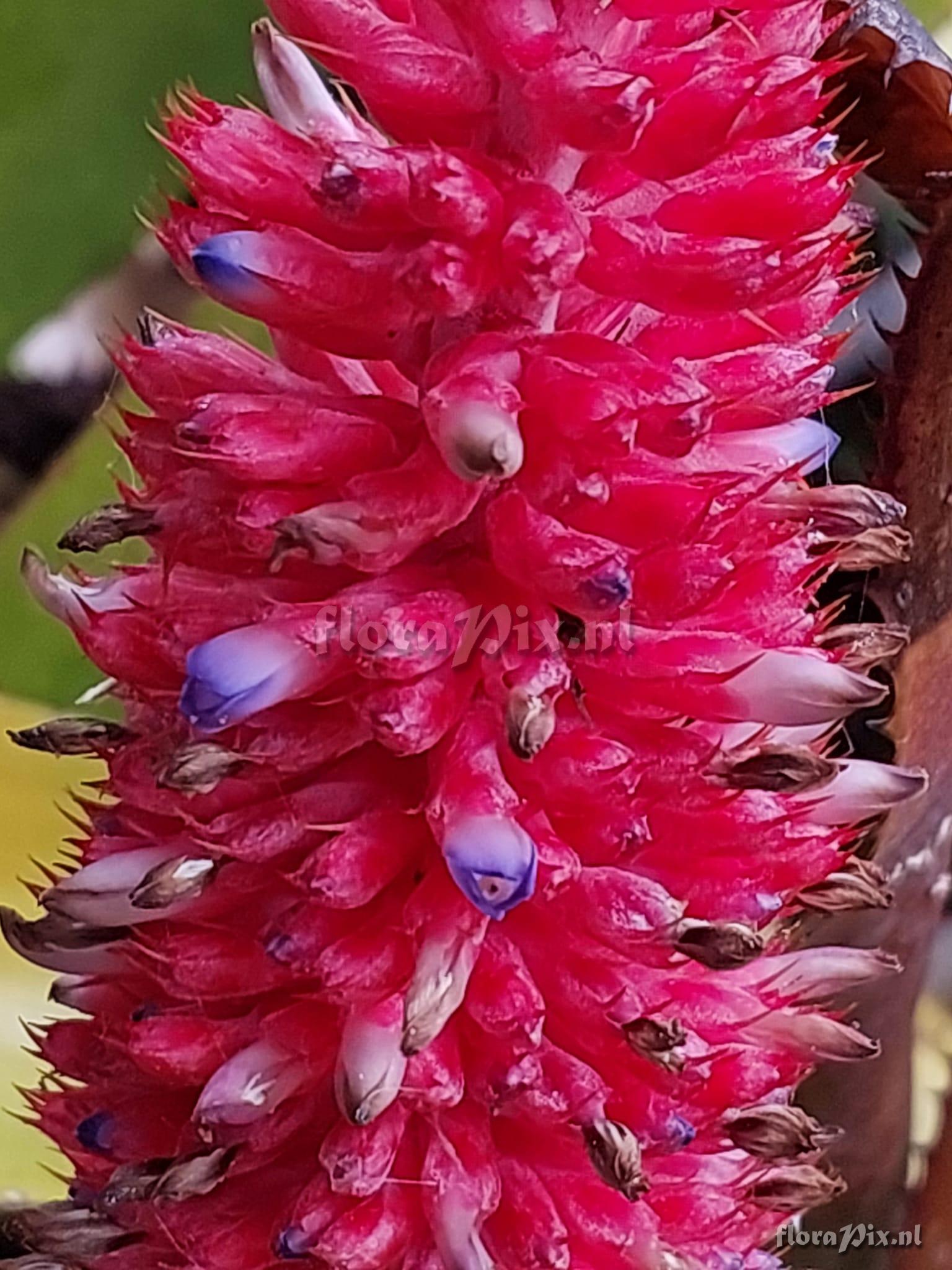 Aechmea phanerophlebia