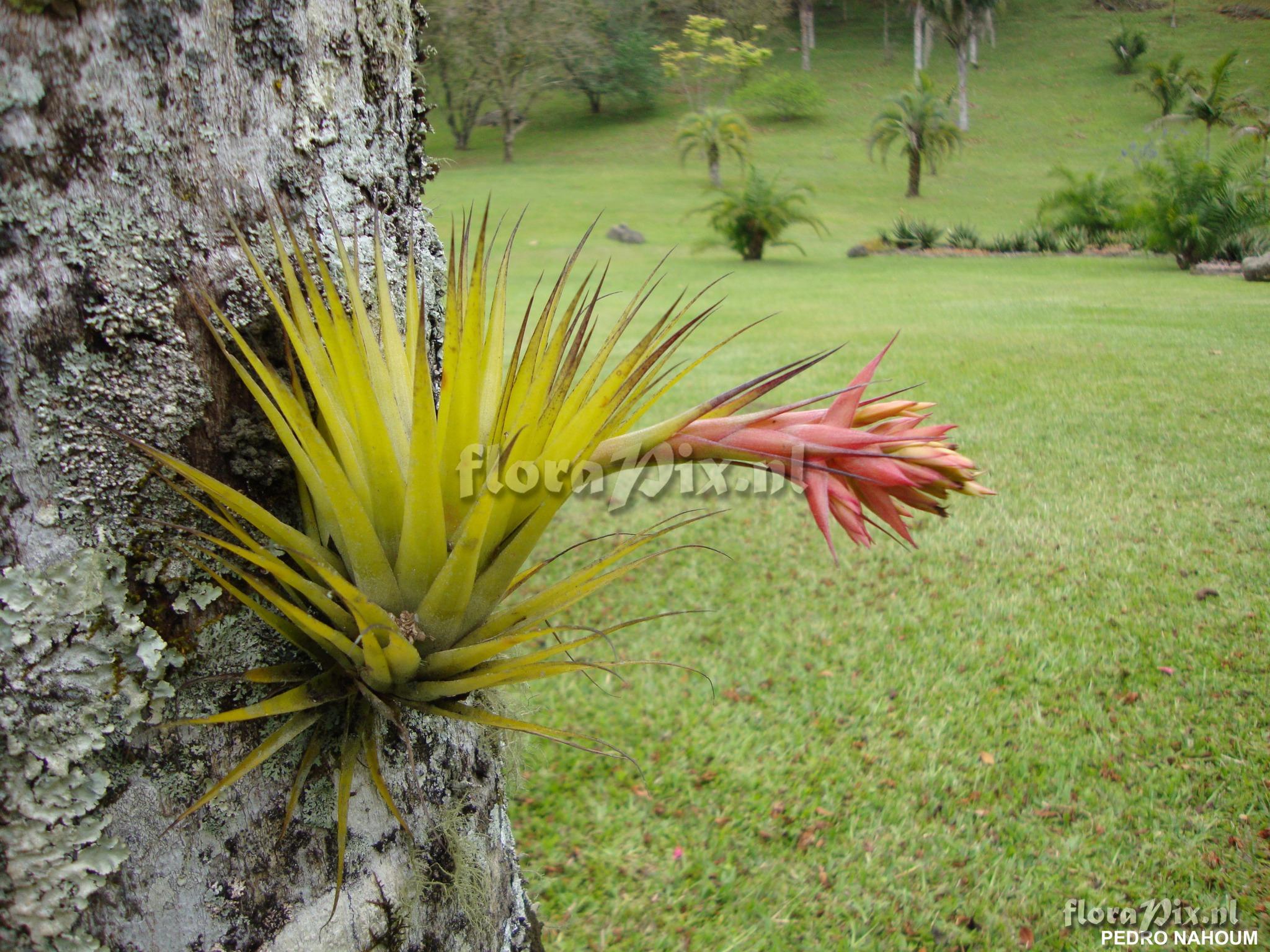 Tillandsia geminiflora