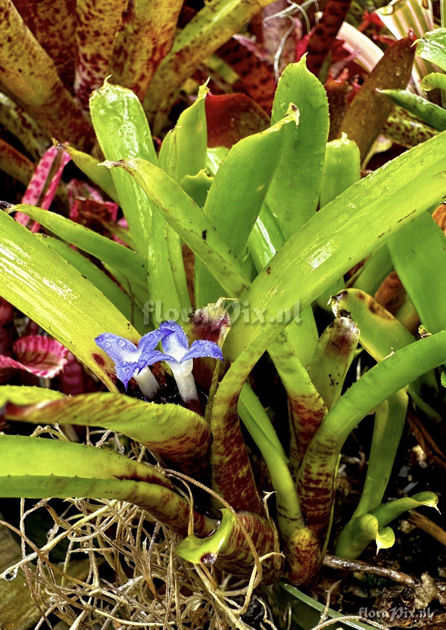 Neoregelia dungsiana