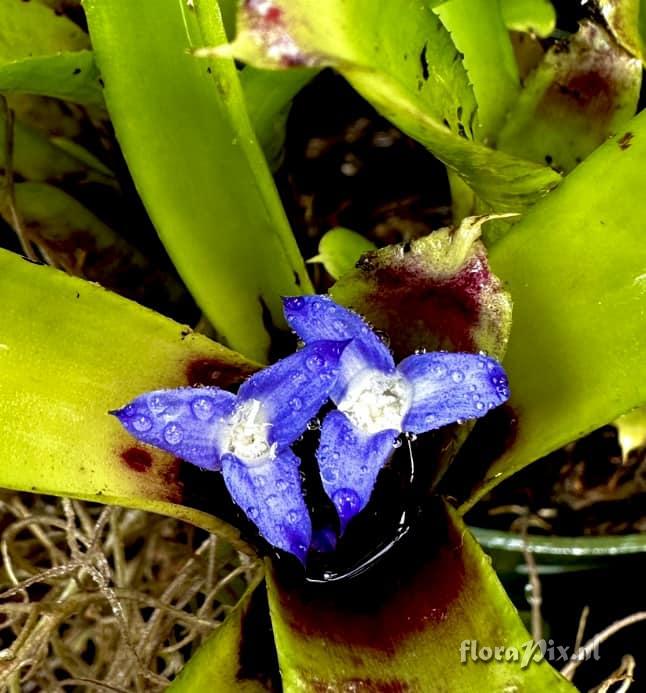 Neoregelia dungsiana