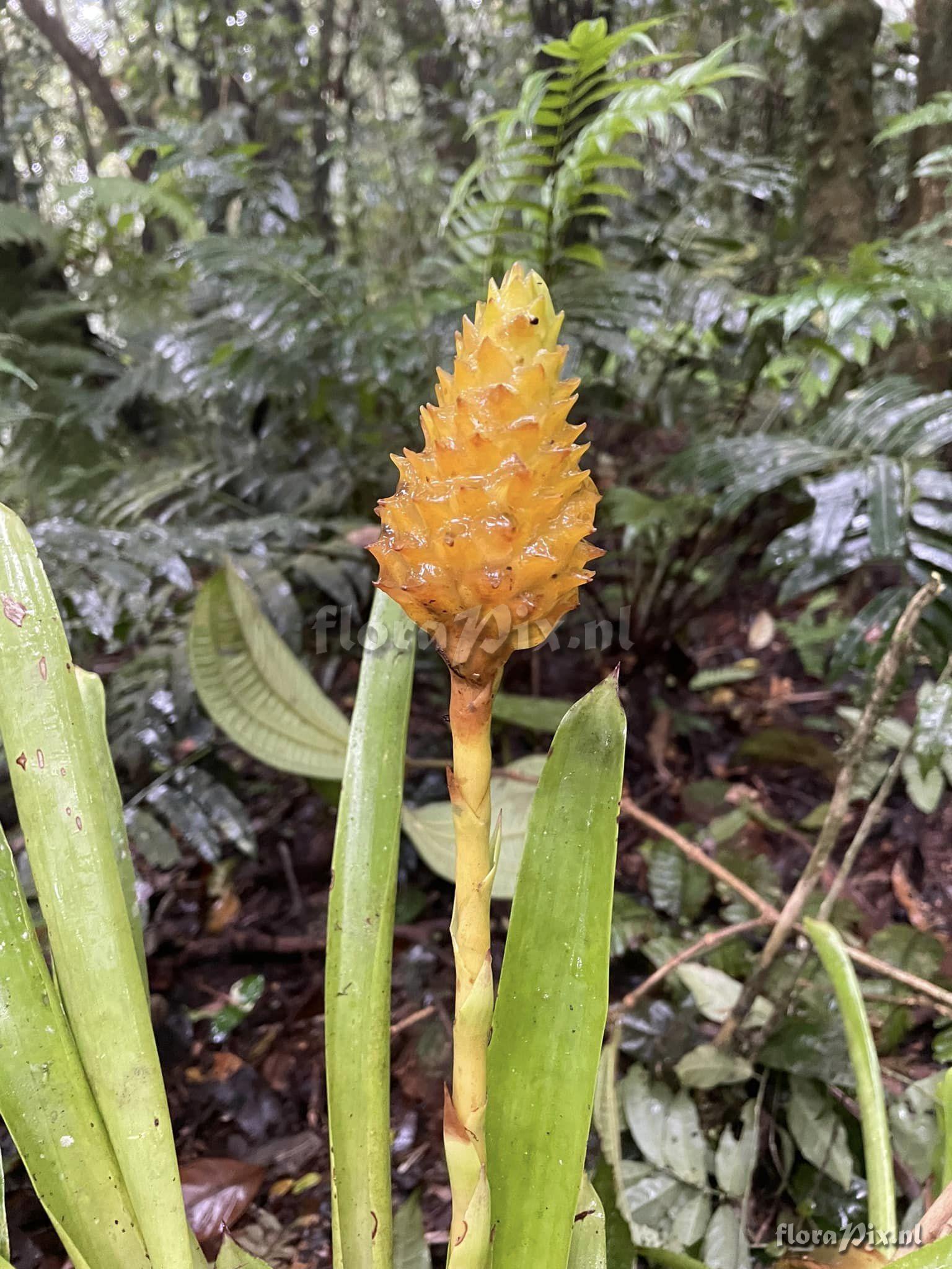 Guzmania teucamae