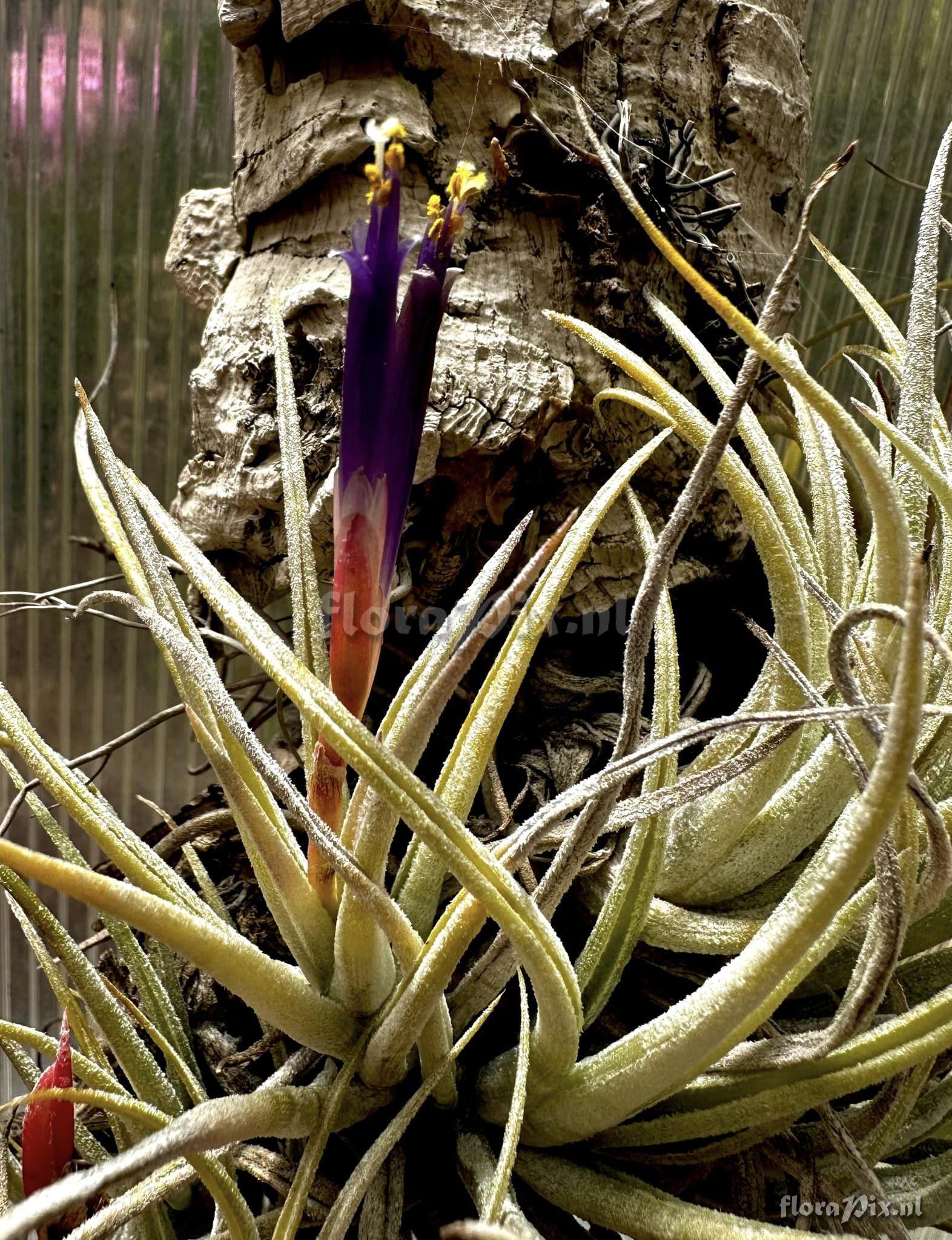 Tillandsia pueblensis