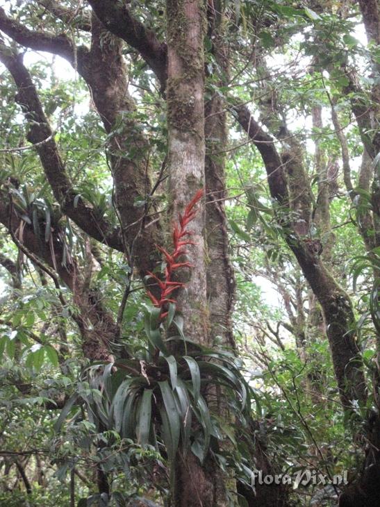 Tillandsia sp