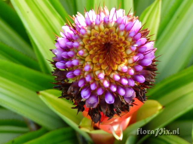 Aechmea ornata