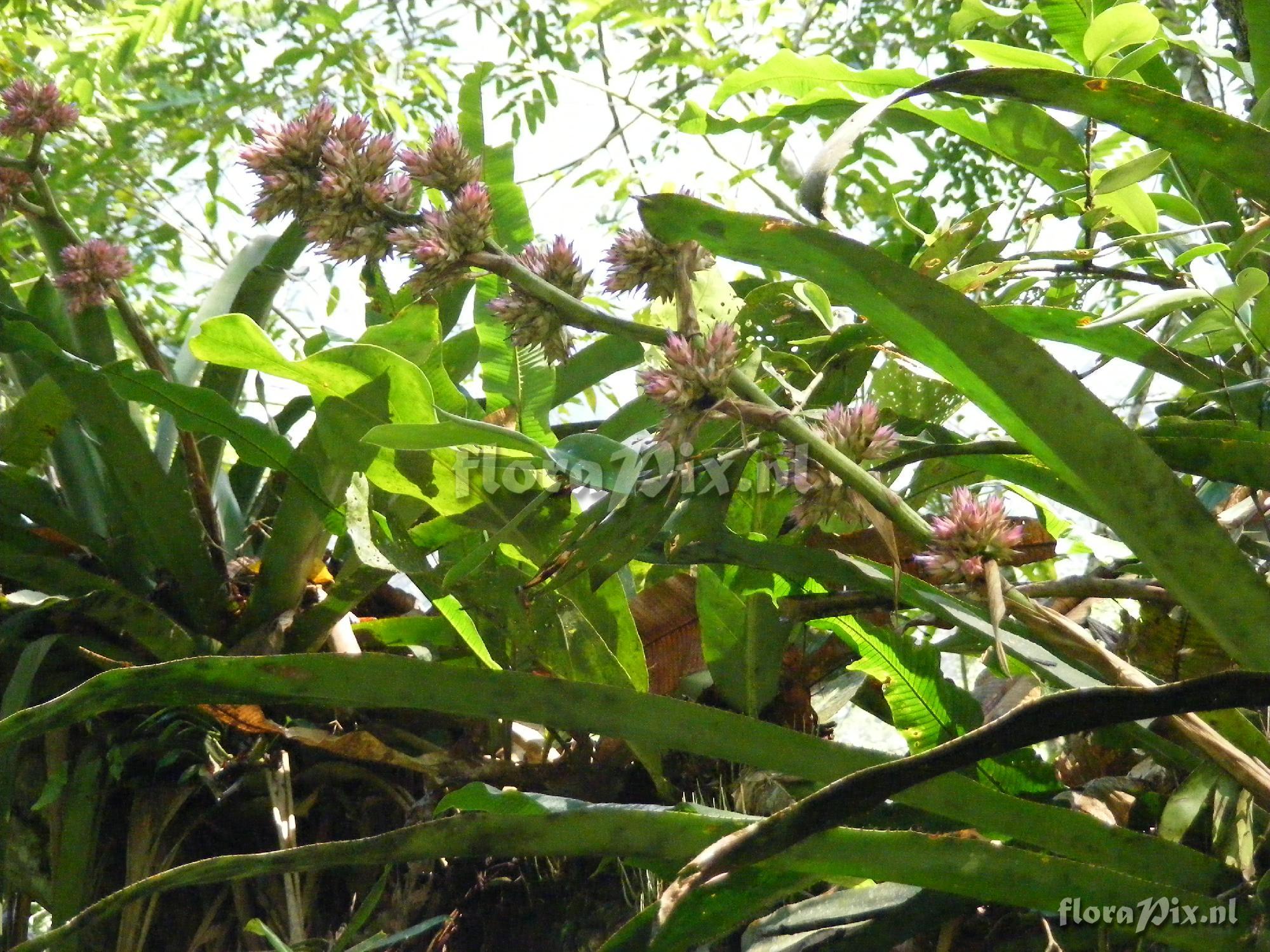 Hohenbergia stellata