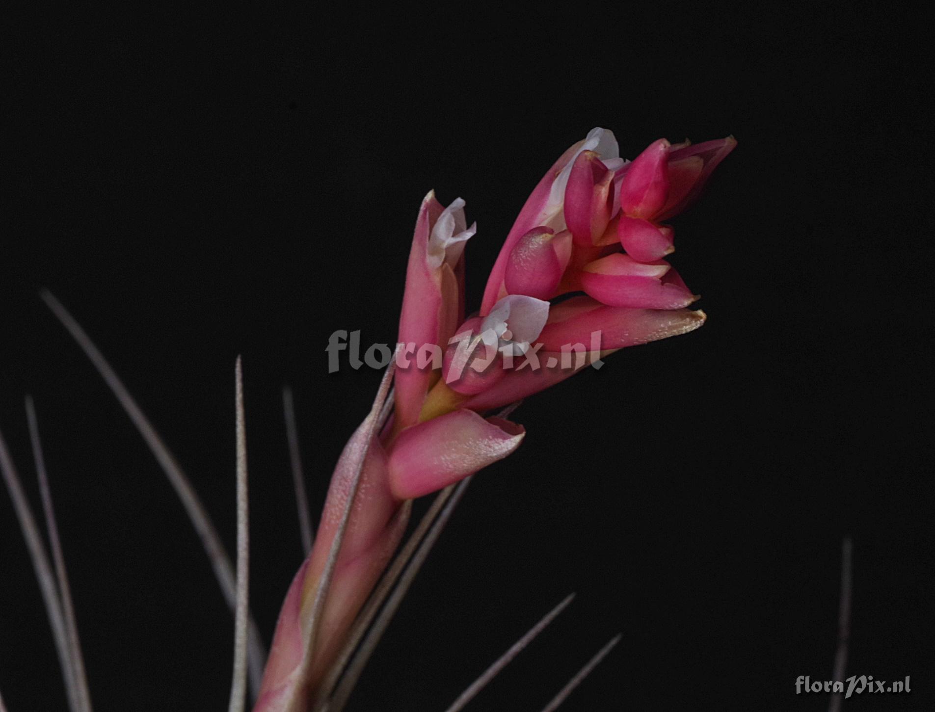 Tillandsia milagrensis