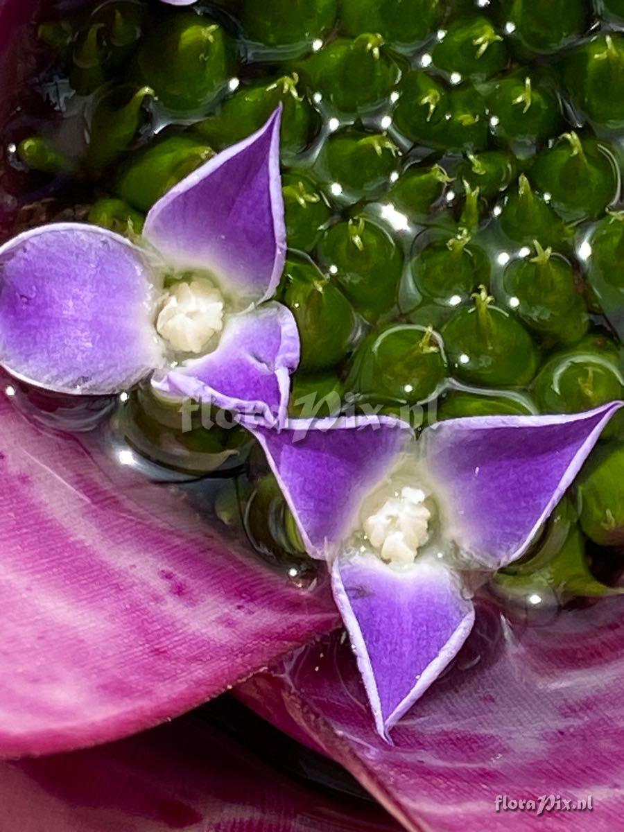 Neoregelia smithii