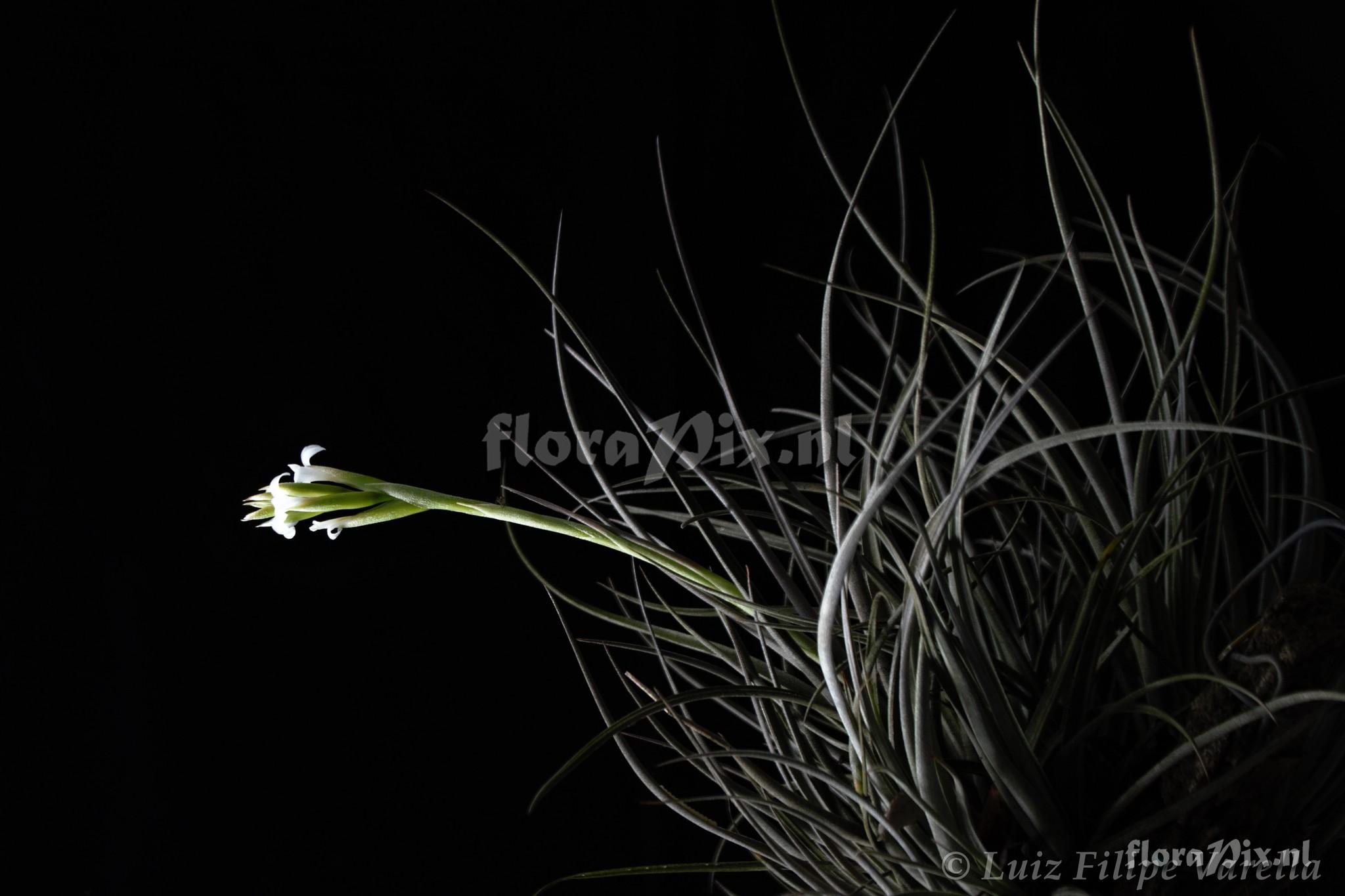 Tillandsia leucopetala