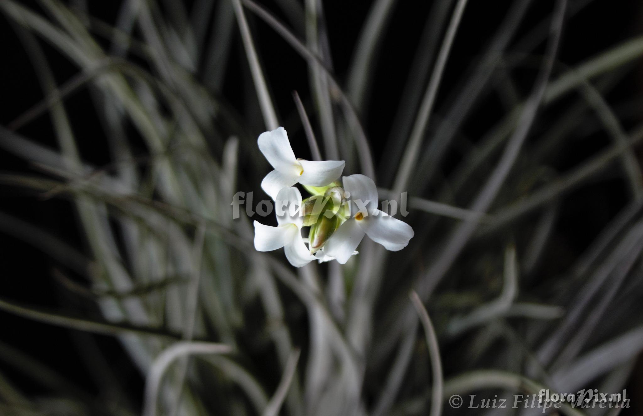 Tillandsia leucopetala