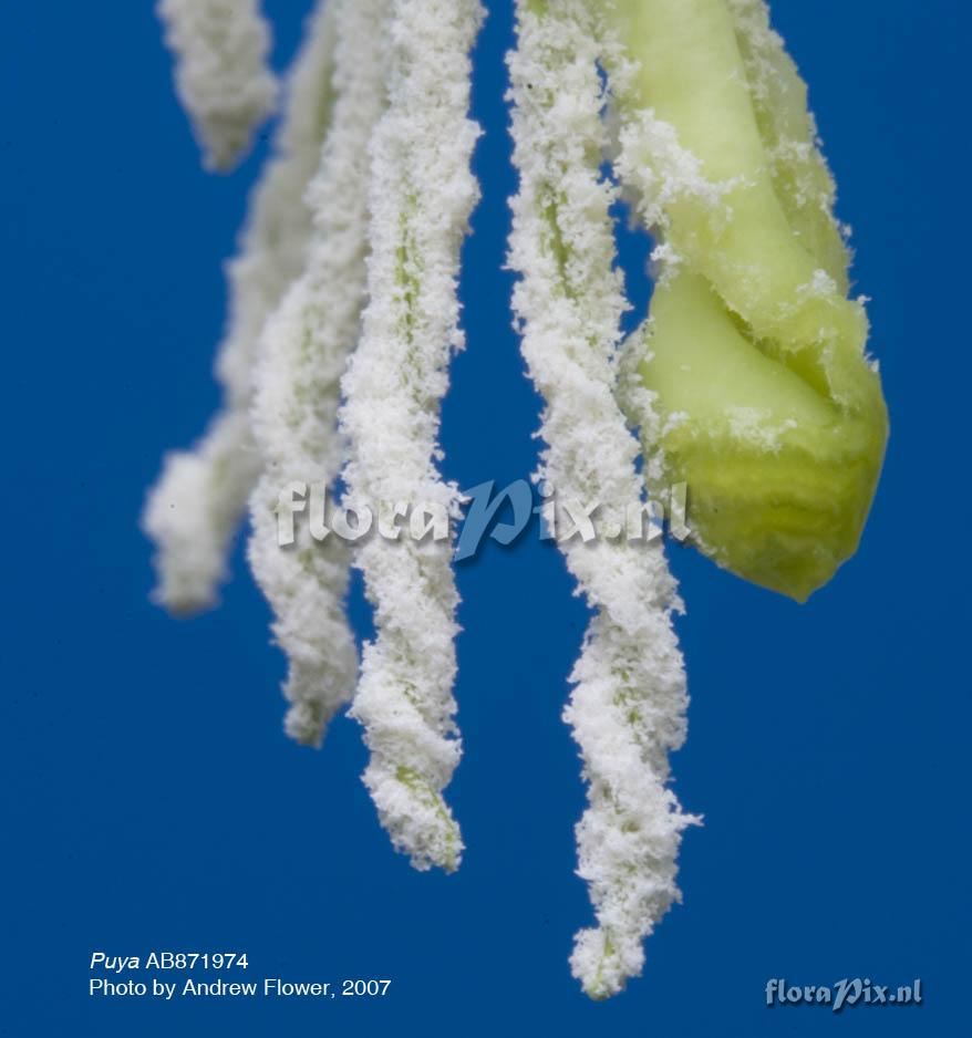 Puya ferruginea