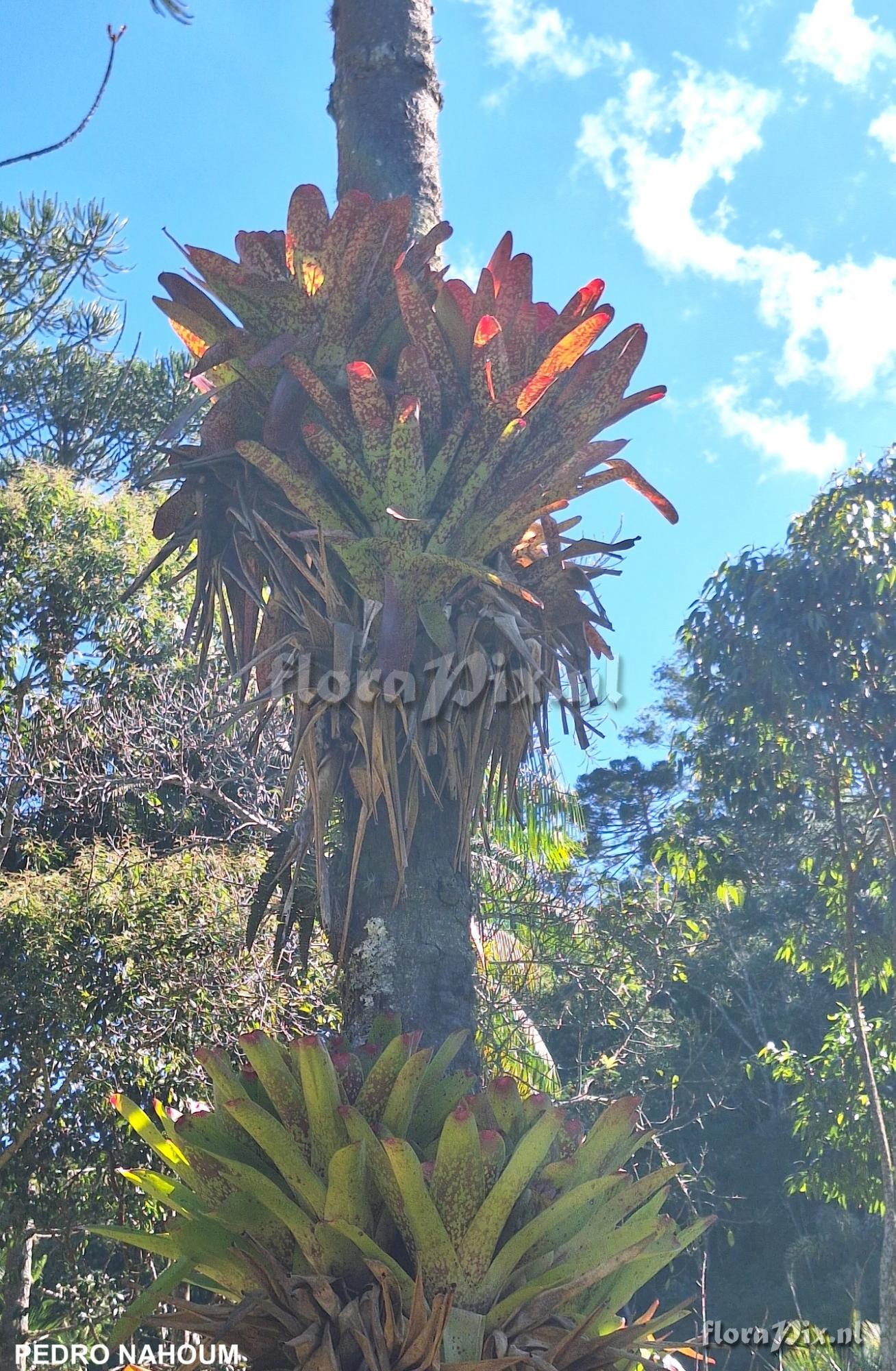 Neoregelia correiaaraujoi x