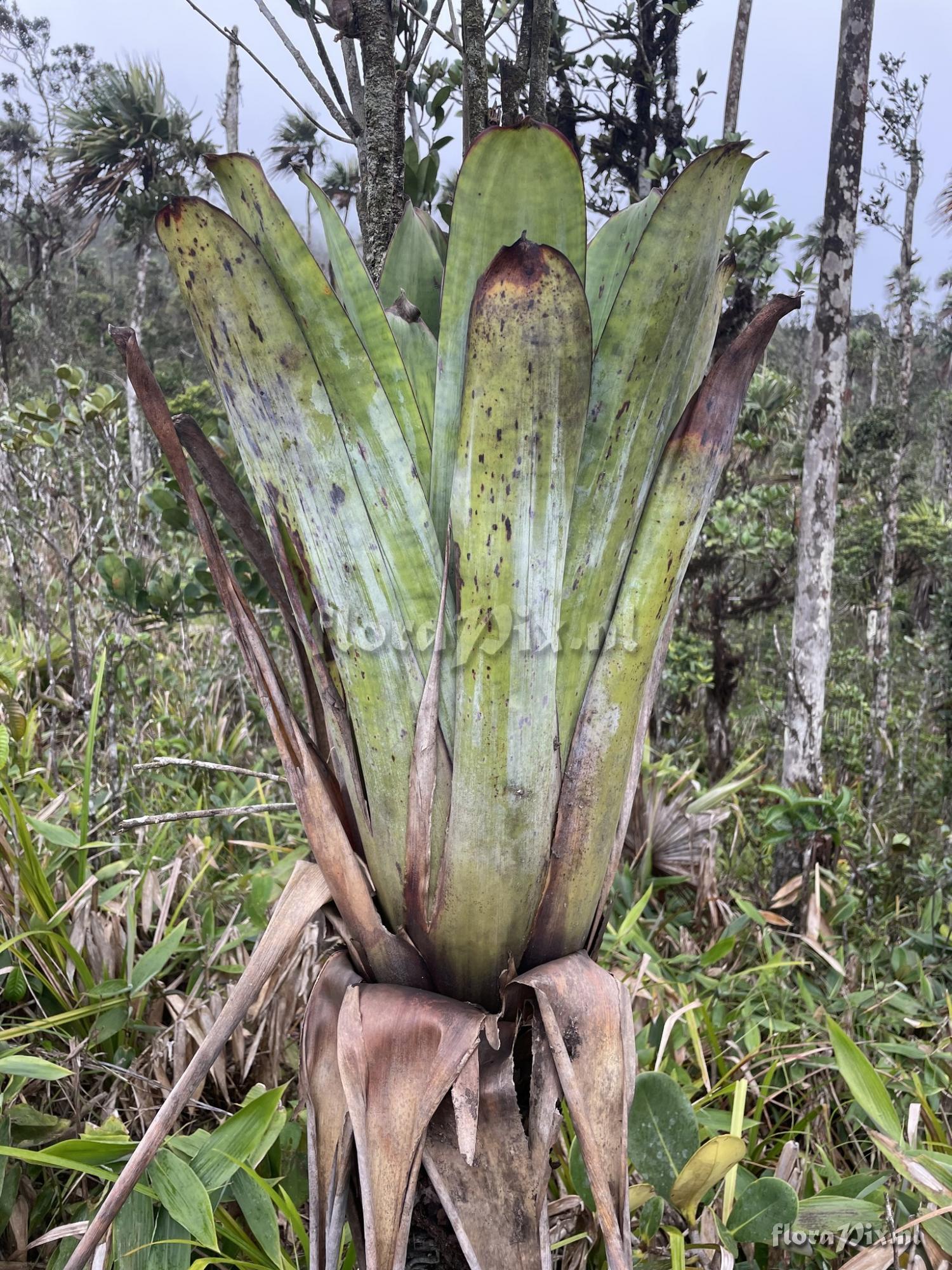 Werauhia lutheri